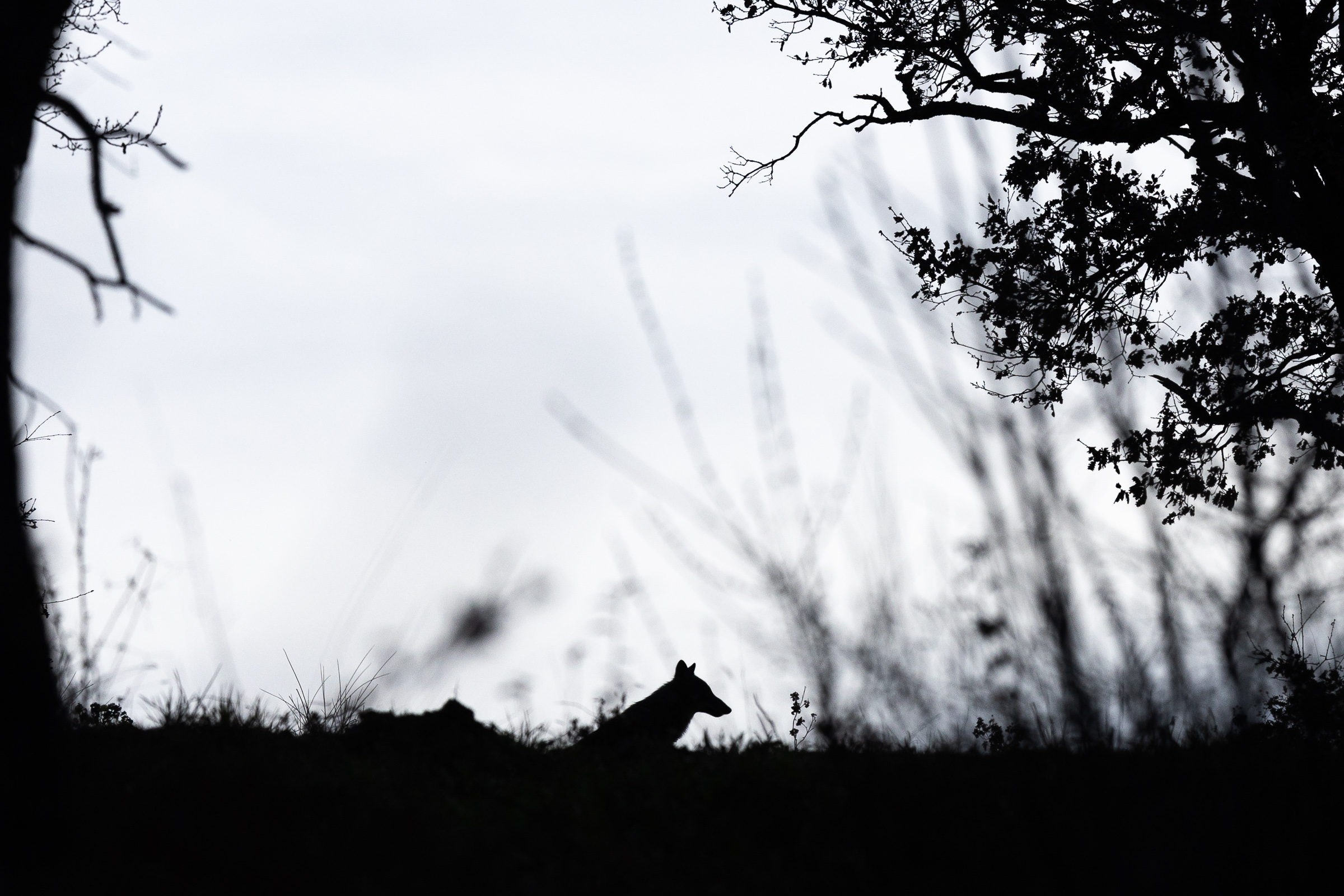 Silouette di lupo 2