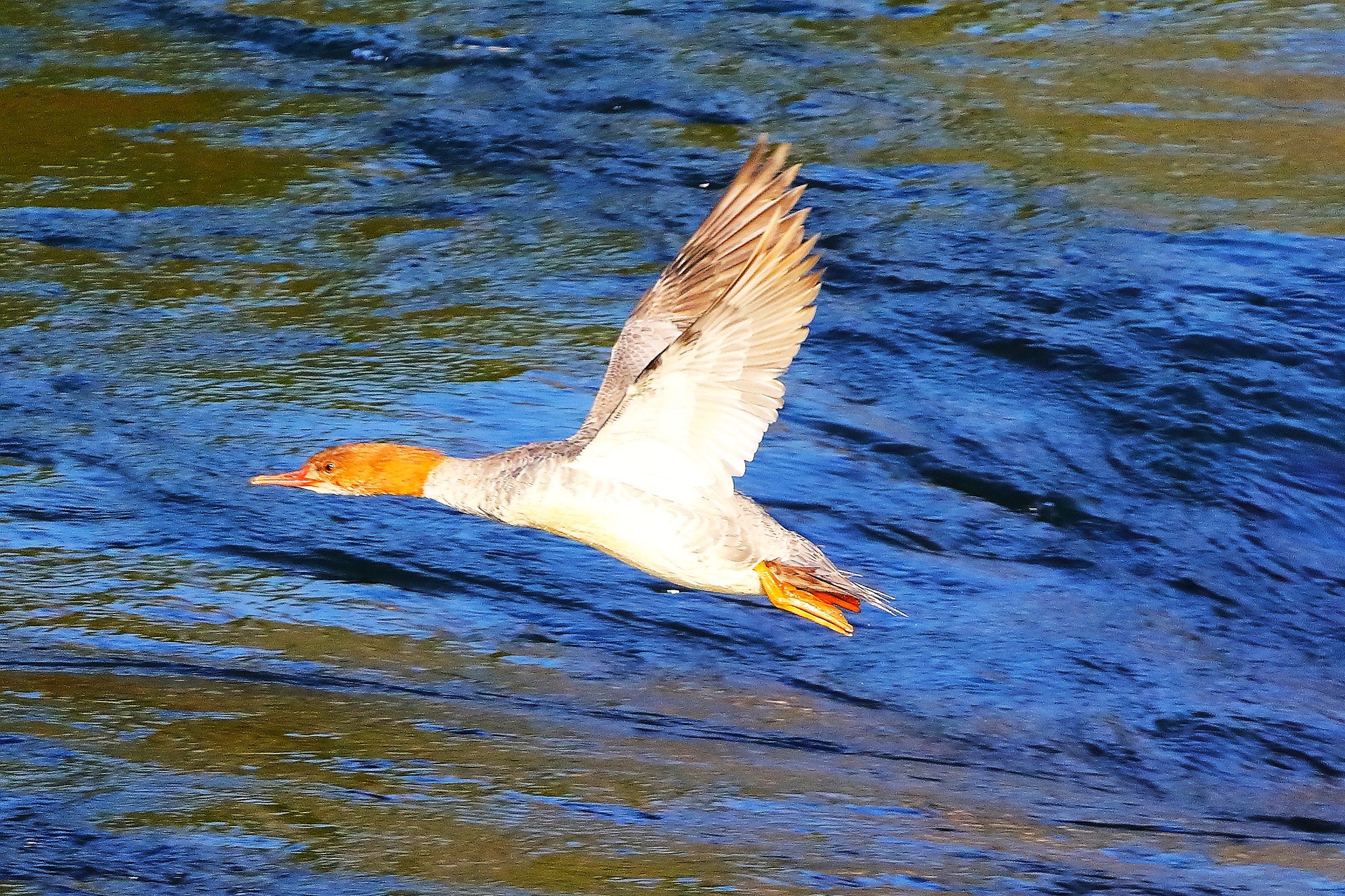 Smergo F 30 ottobre 2024 - 0117