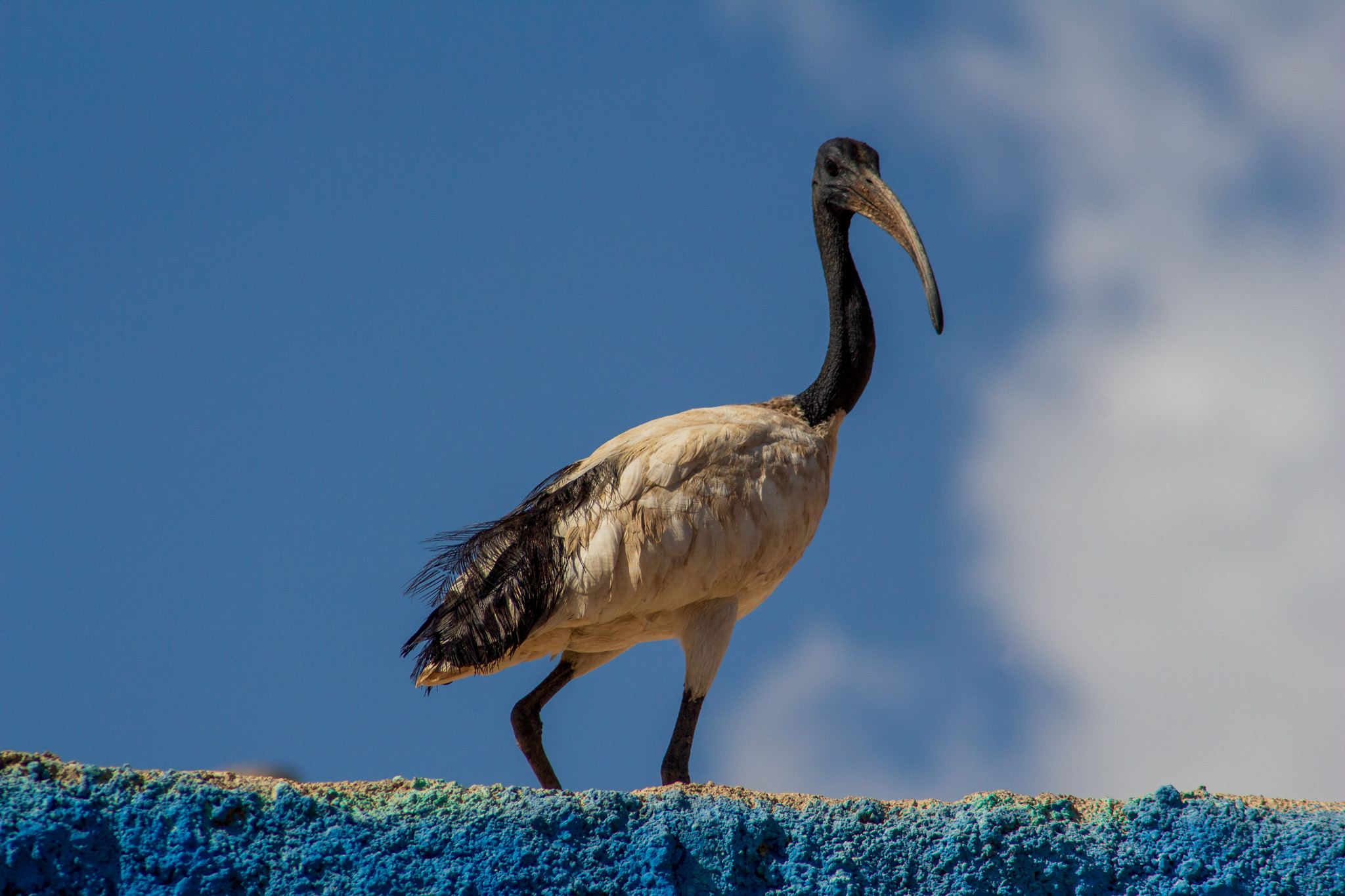 Toth il Dio Egizio della Sapienza