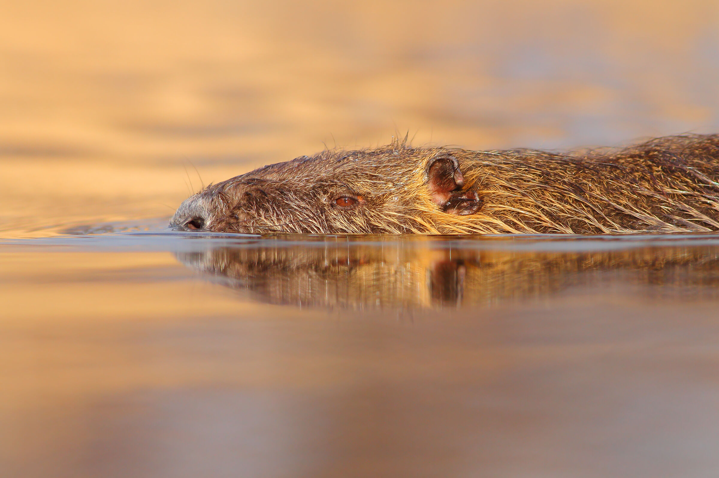 Nutria