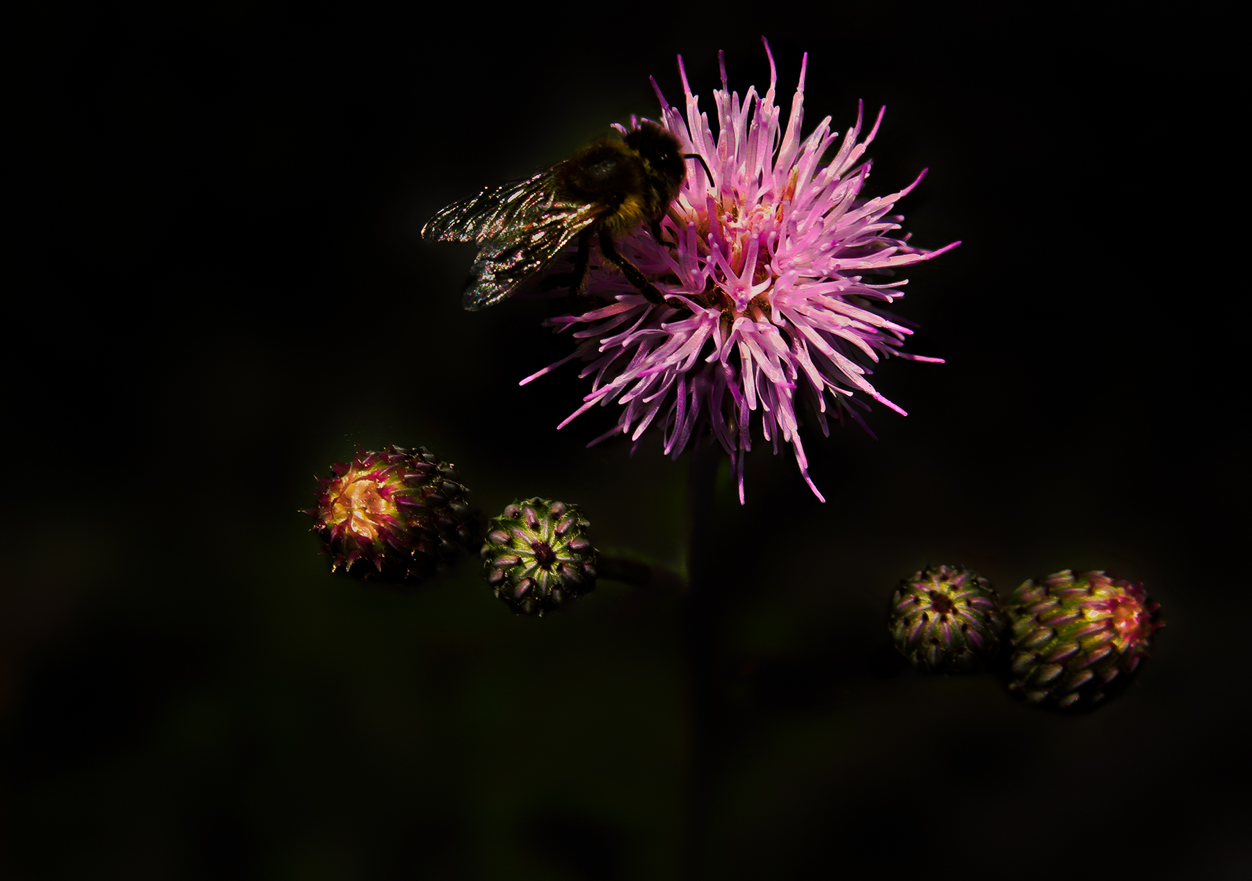 Fiore rosa con ospite