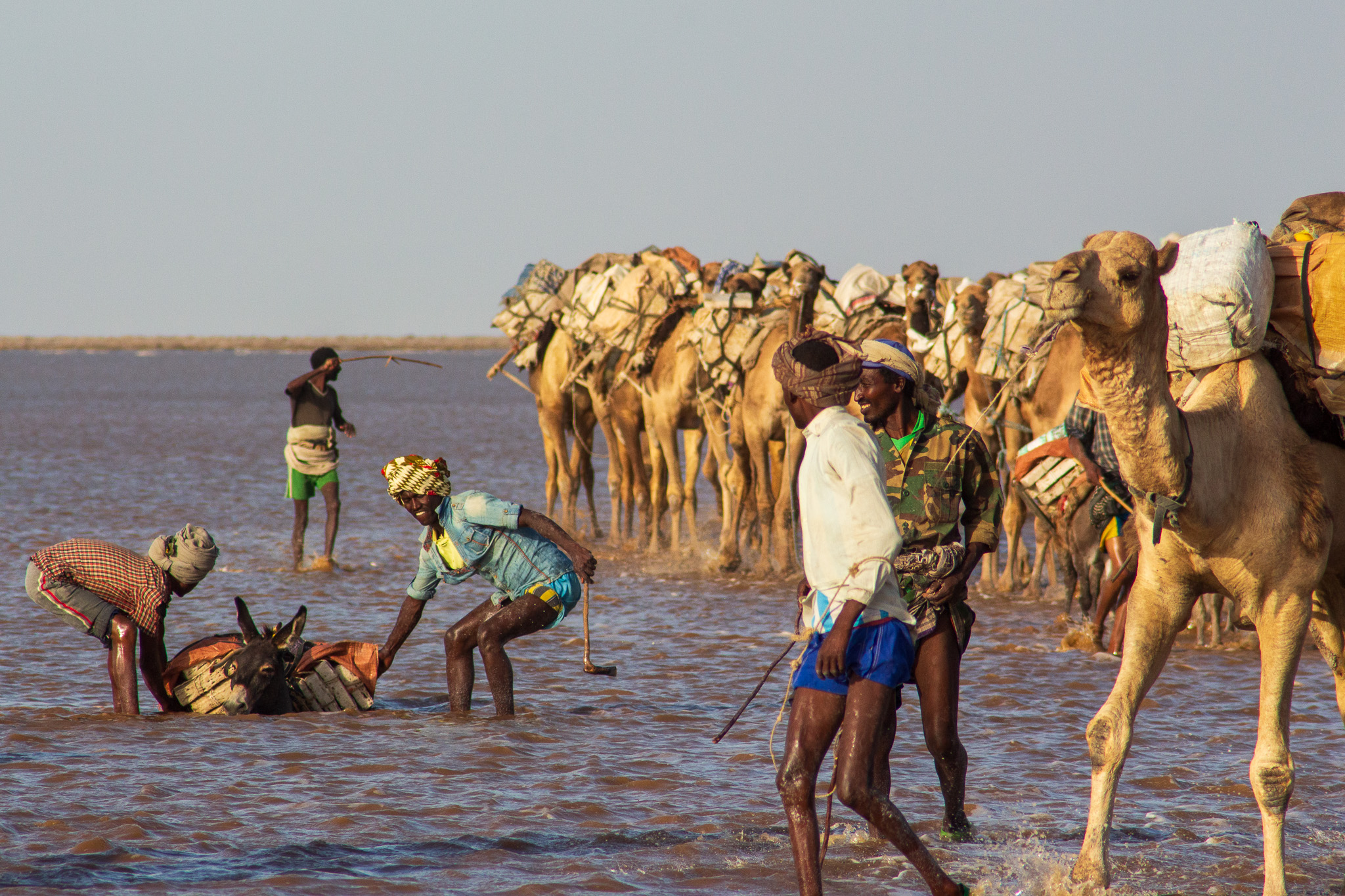 faticare come somari