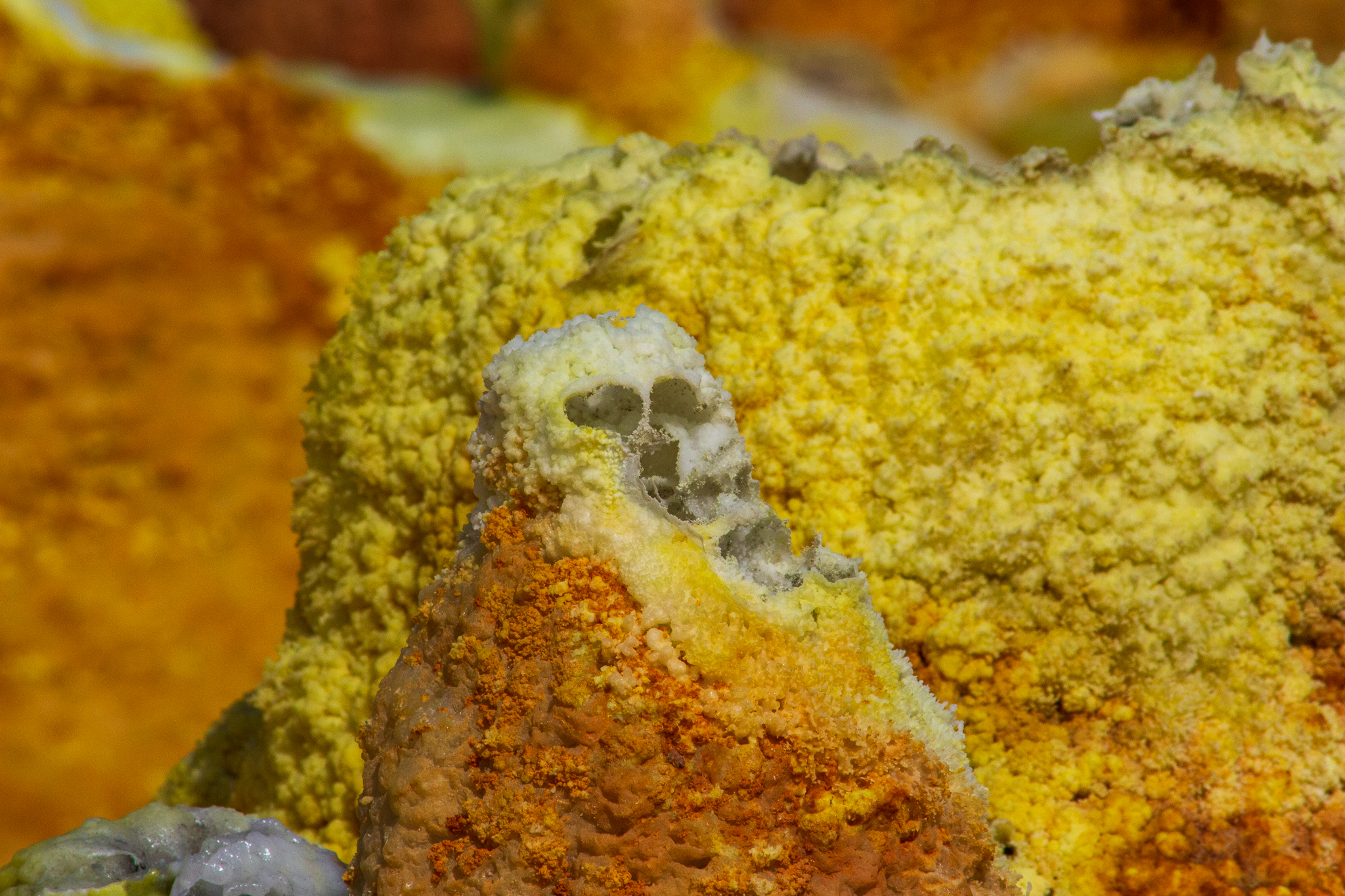 Mancherebero le tibie incrociate