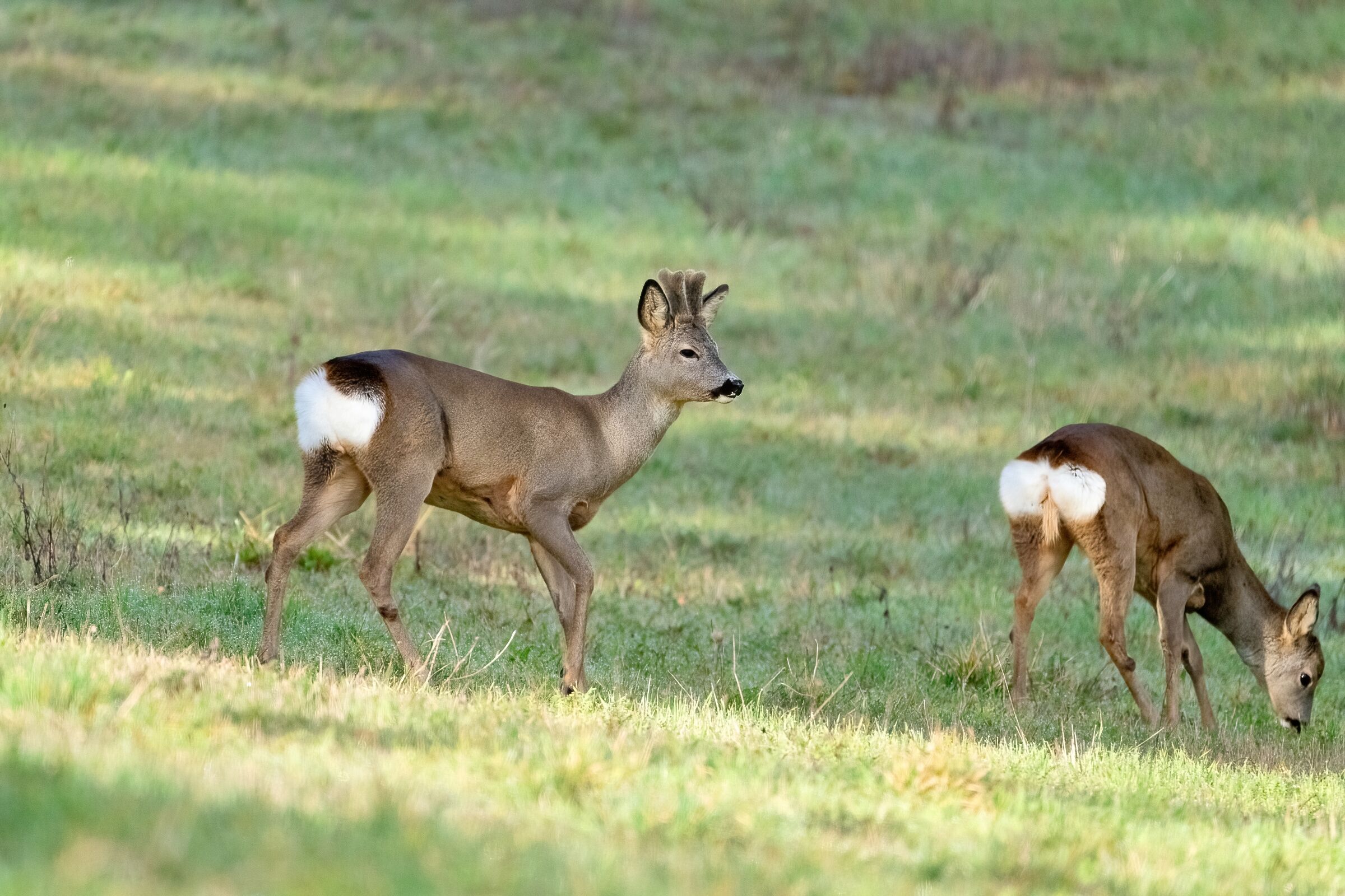Caprioli (Capreolus capreolus)