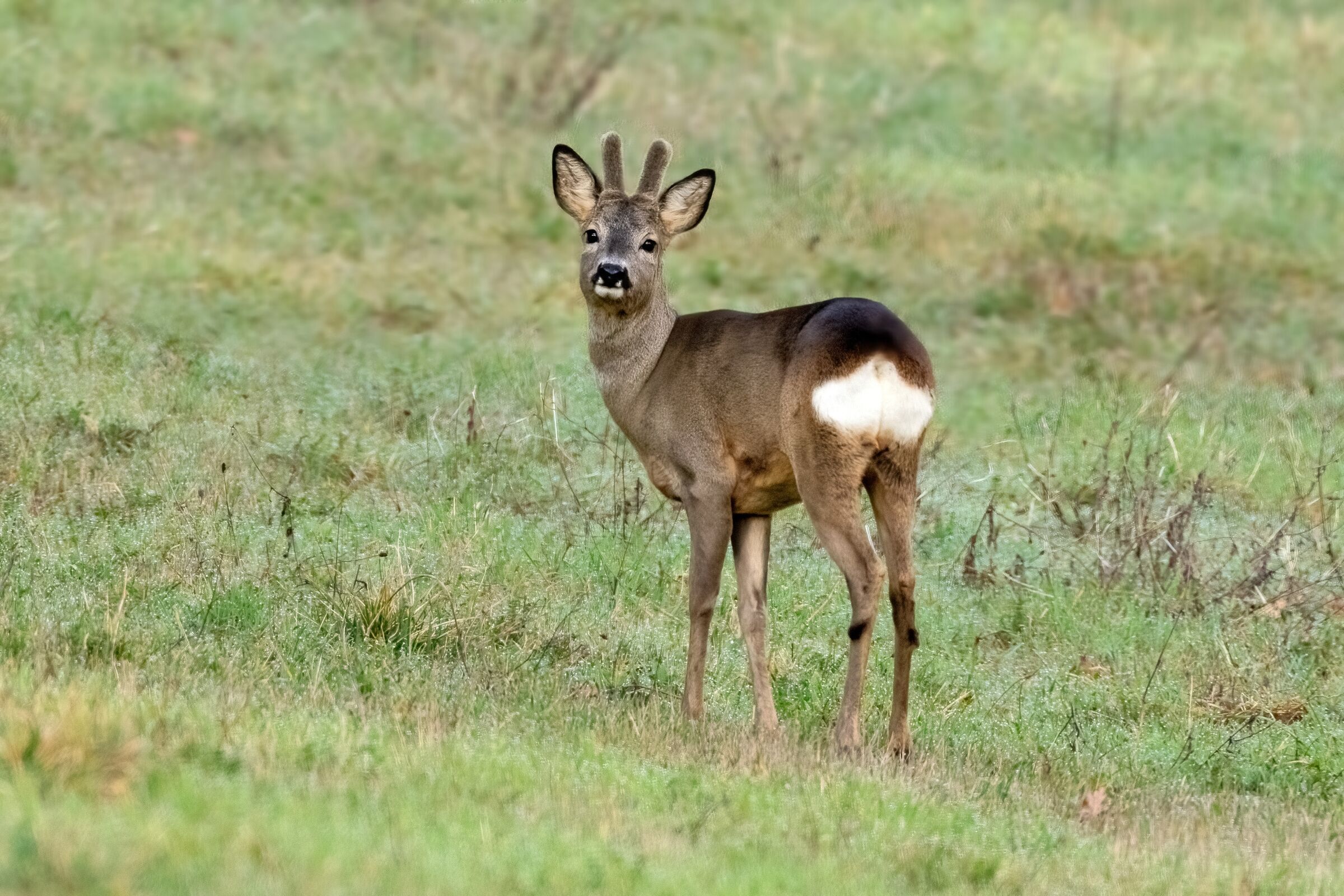 Maschio di Capriolo "in velluto"