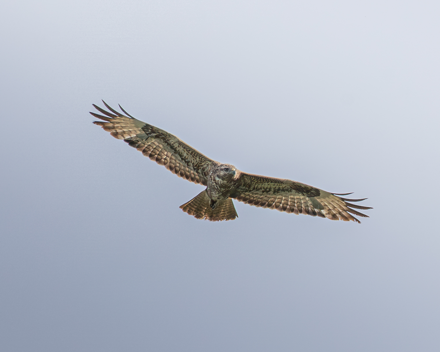 Buzzard