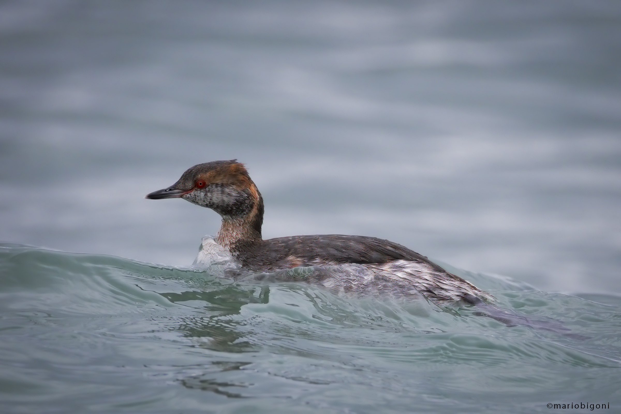 Horned grebe
