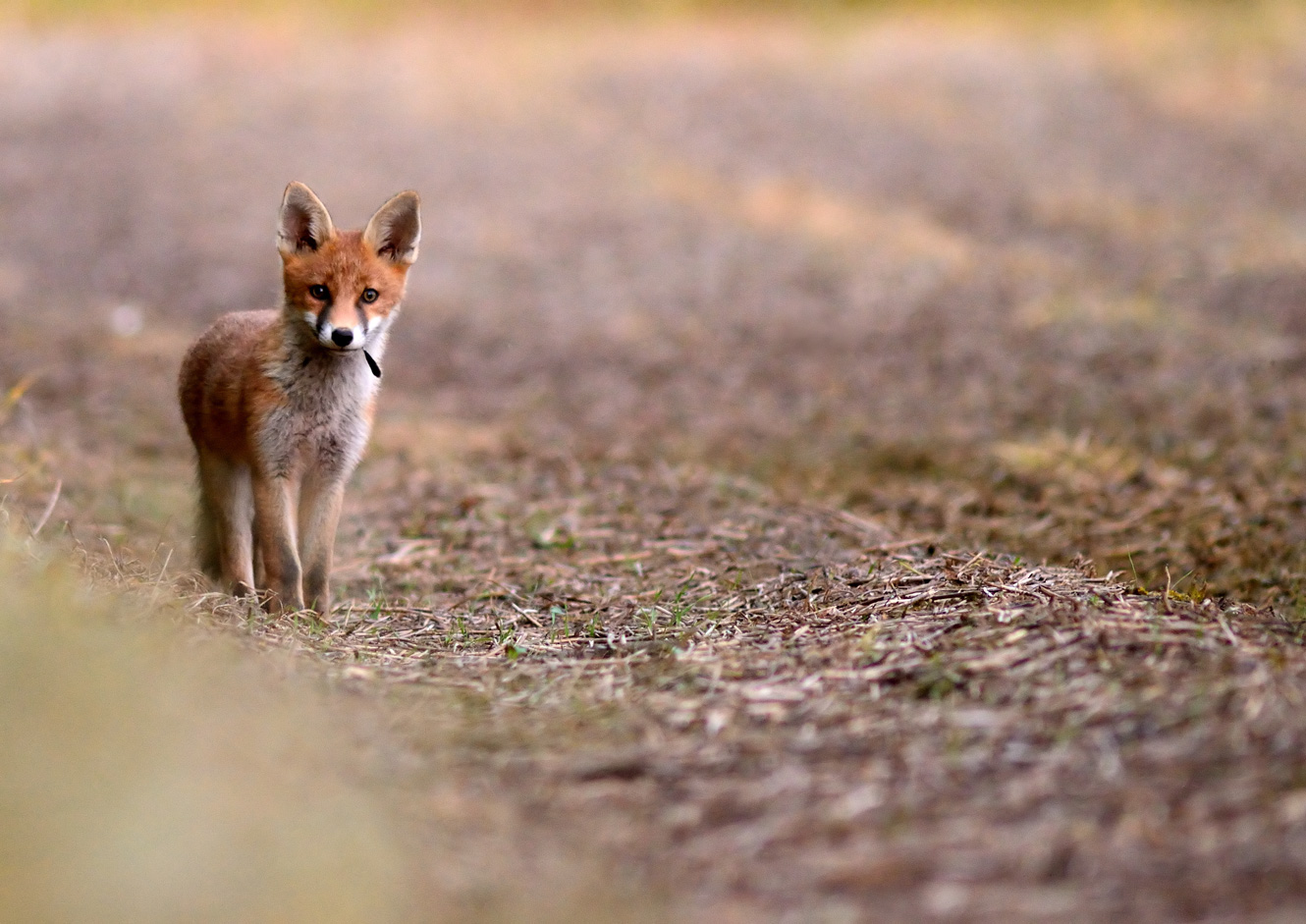 Cucciolo di volpe rossa