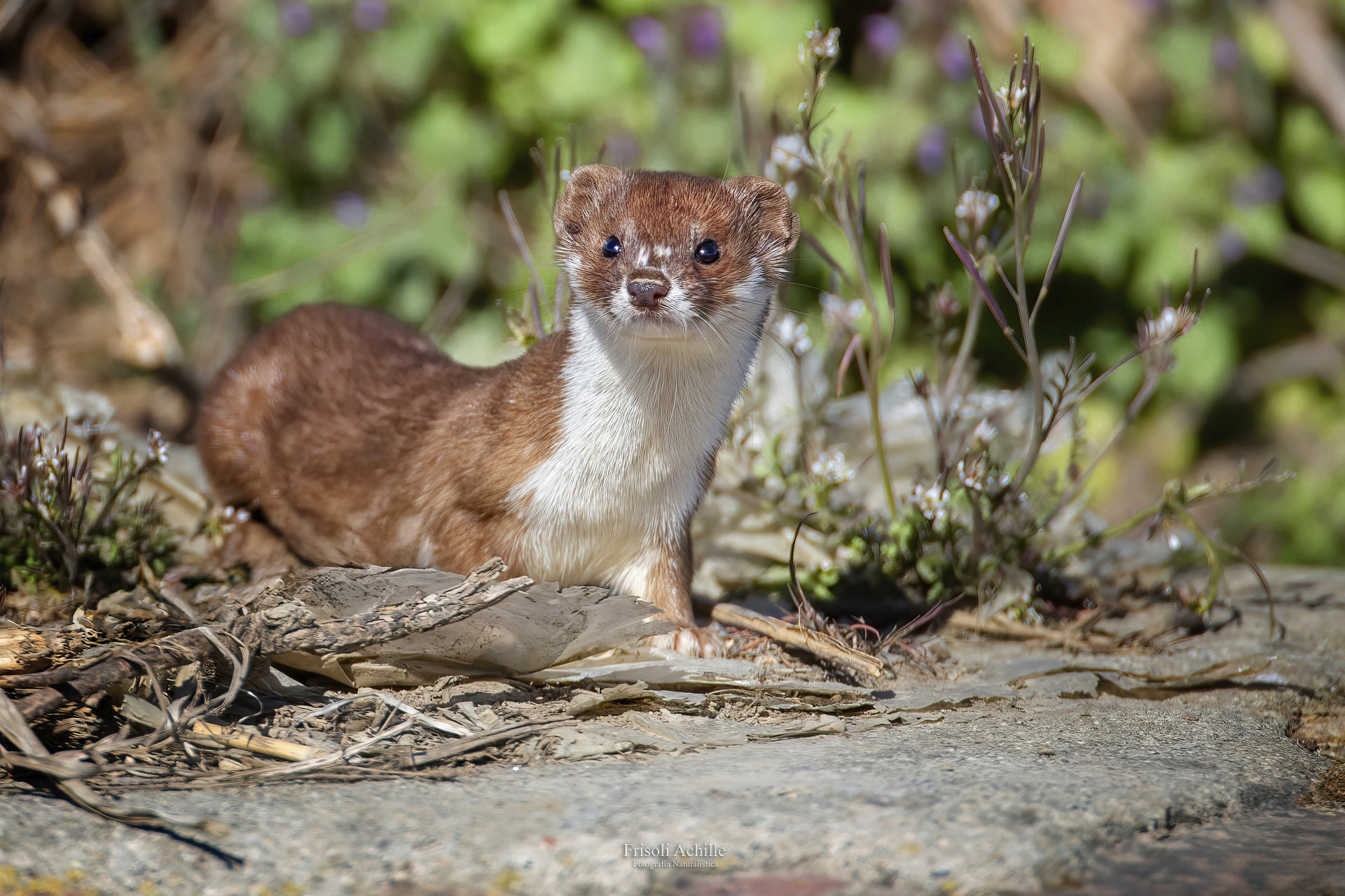 Weasel