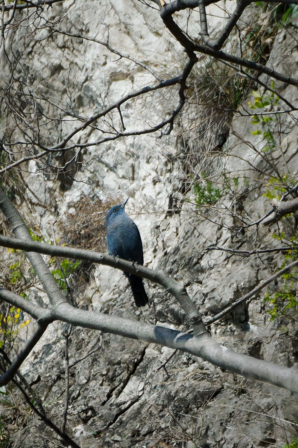 Blue rock thrush