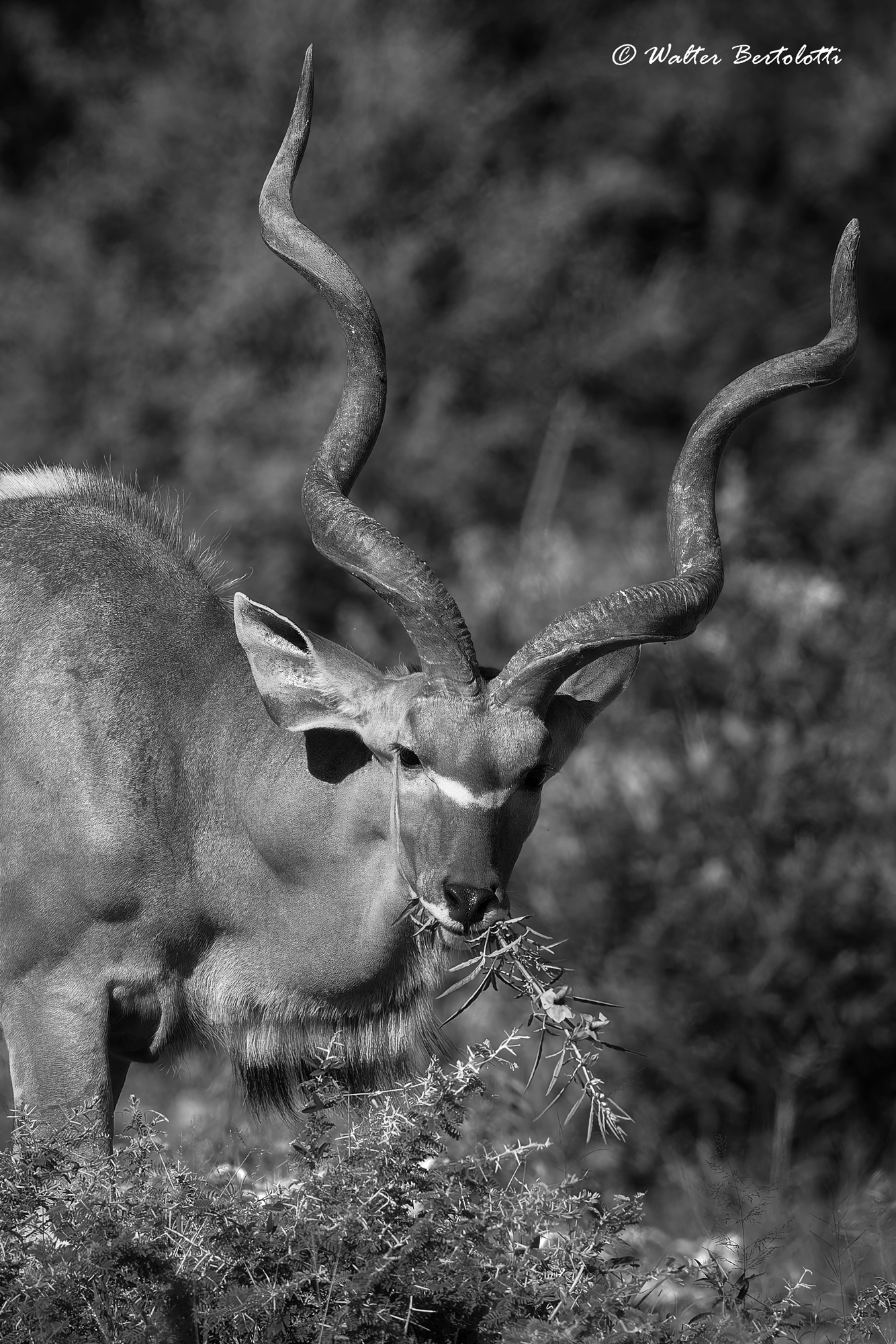 kudu