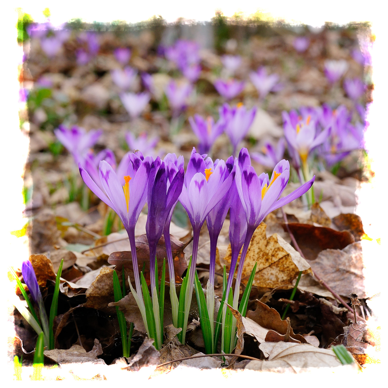 Crocus
