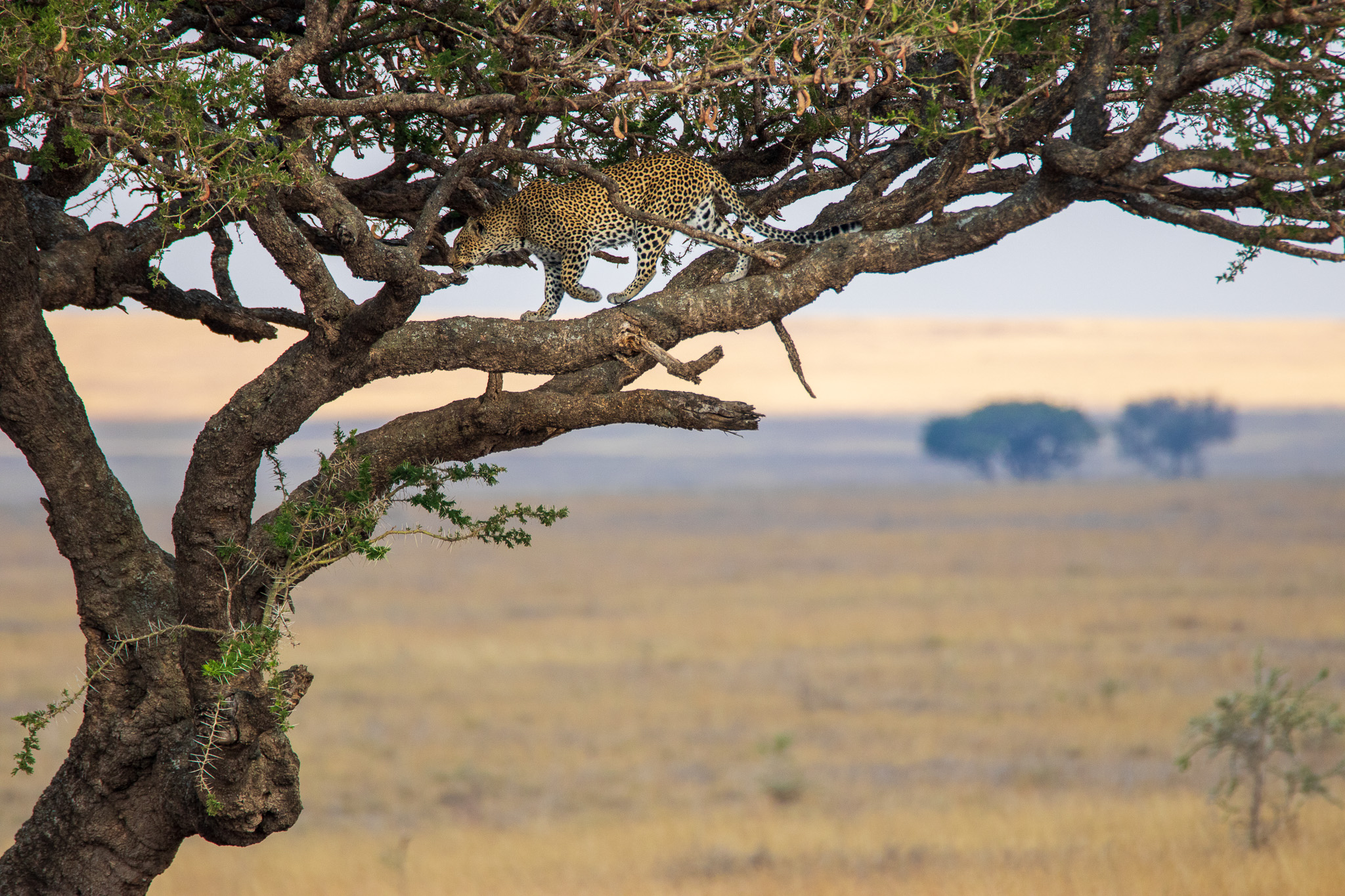 Sgranchirsi post-dormitina
