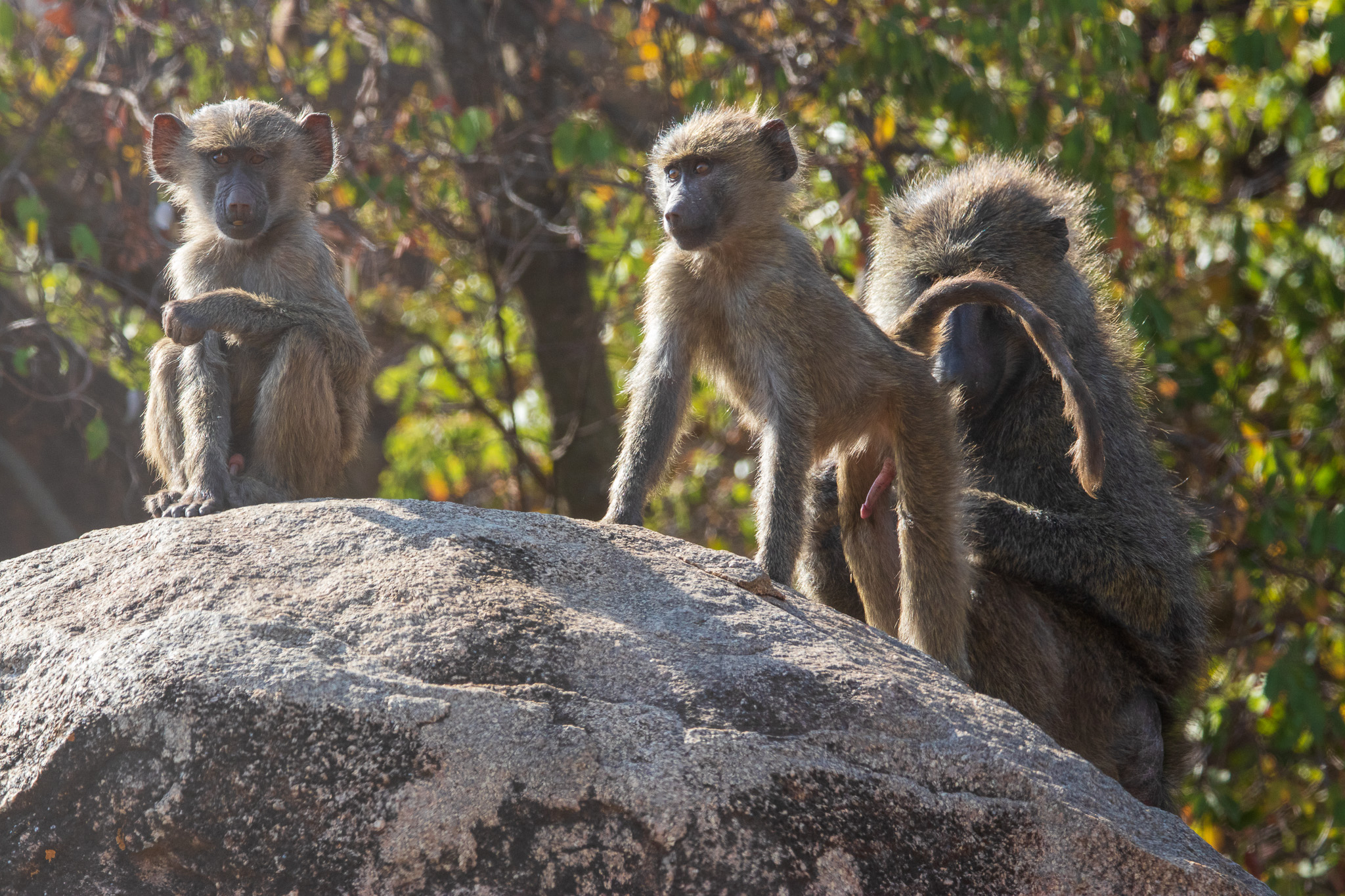 Eccitante spidocchiamento