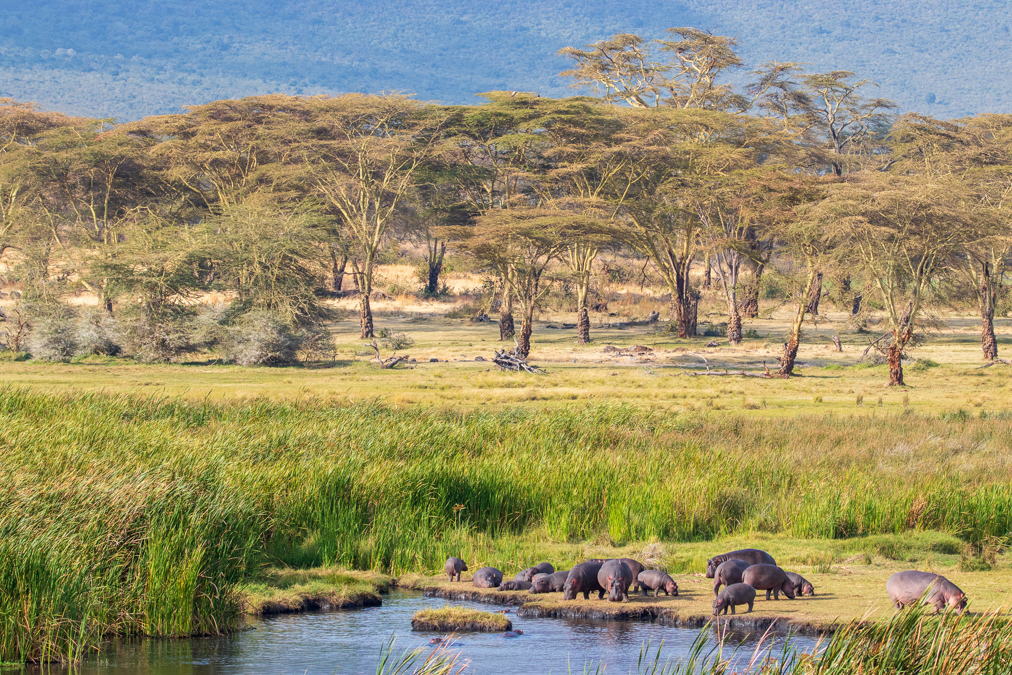 Paradiso per Ippopotami