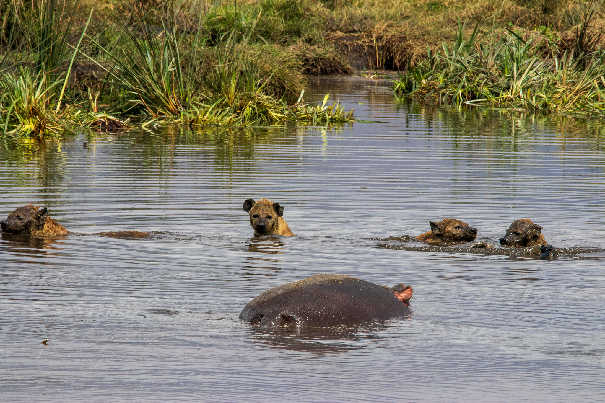 Via dal mio piccolo morto