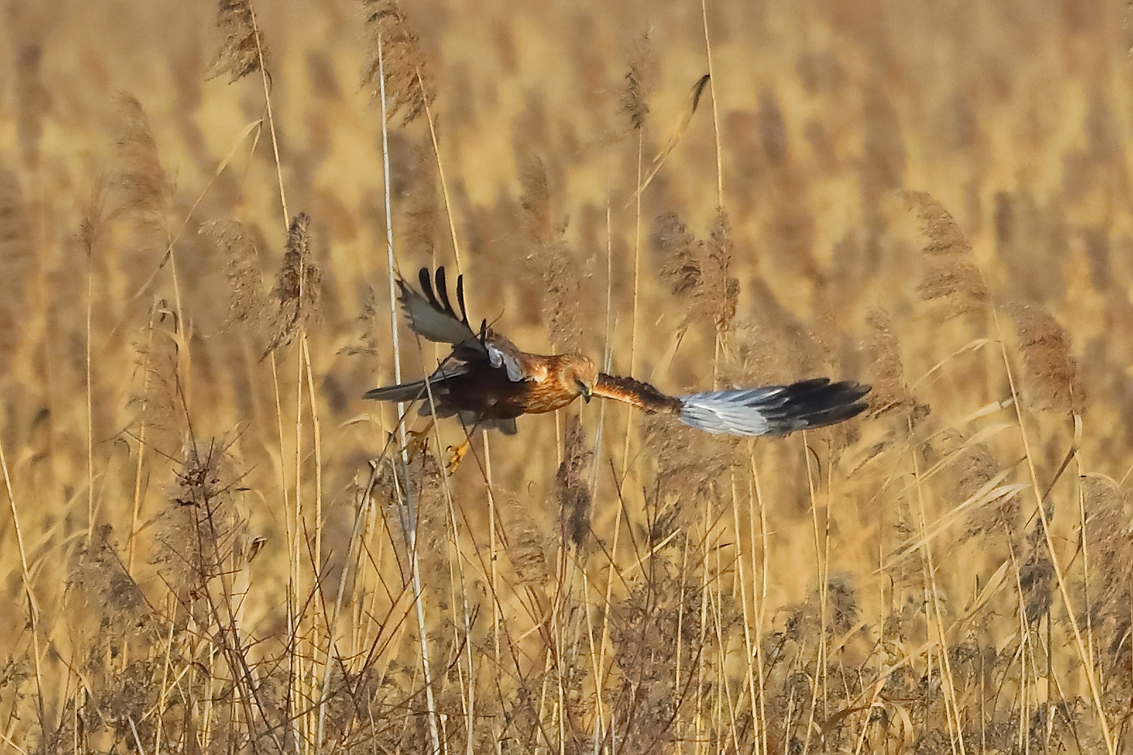 Falco di palude M 21 gennaio 2022 - 0113