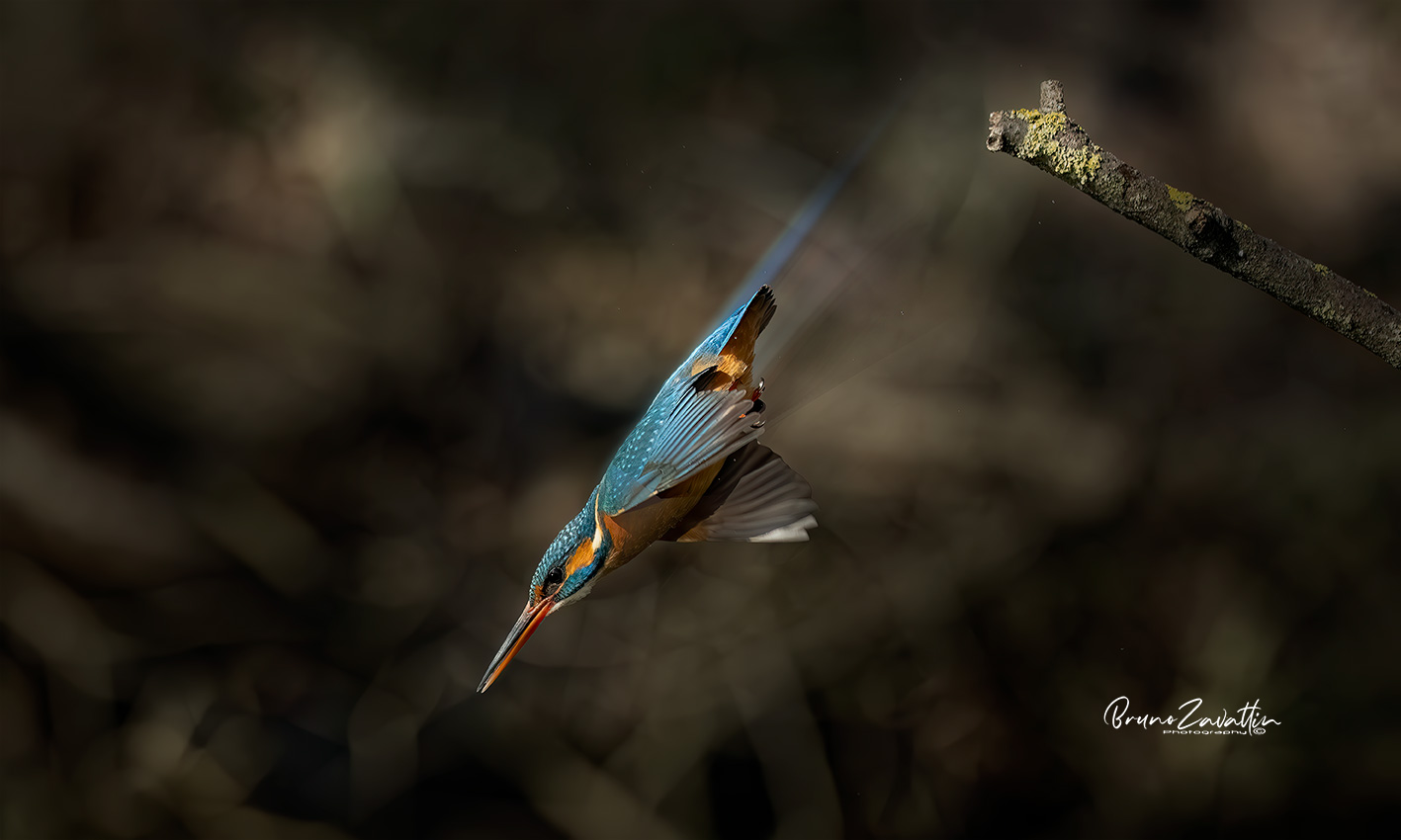 Kingfisher