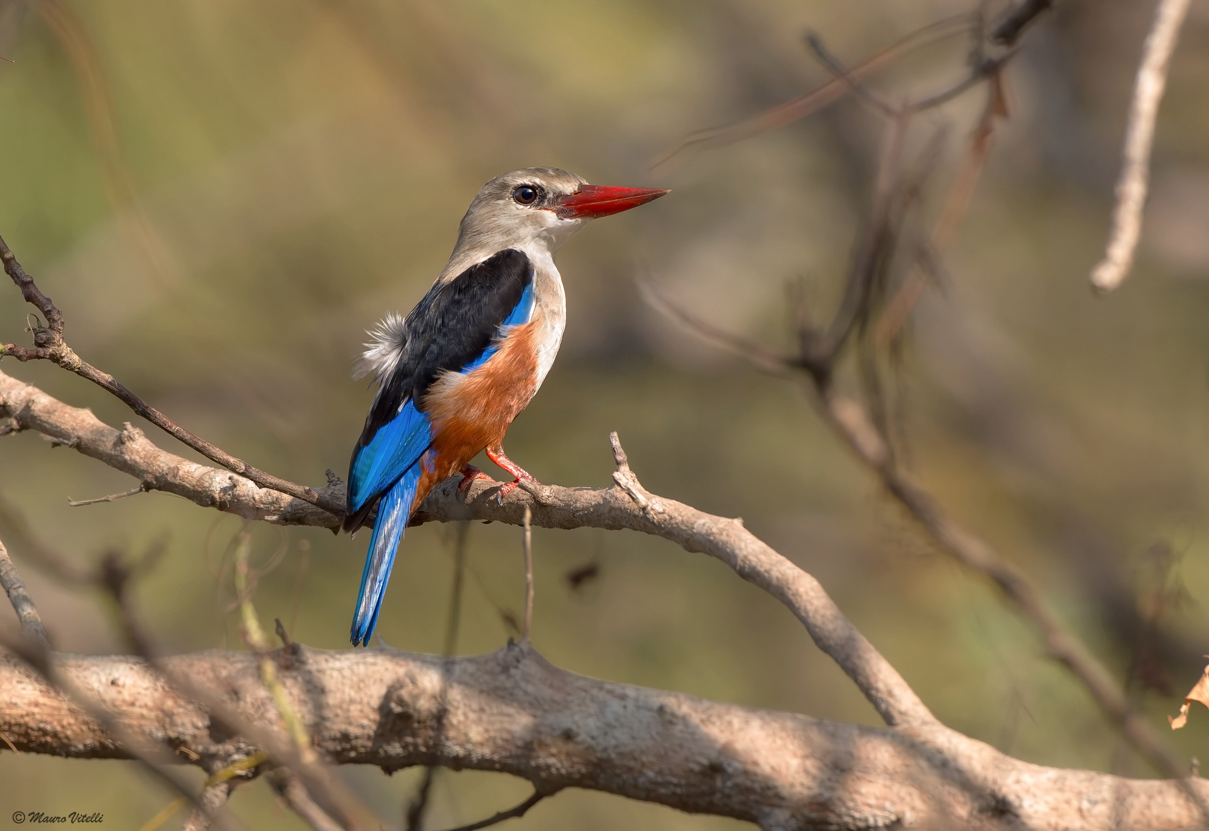 Martin pescatore testagrigia (Halcyon leucocephala)