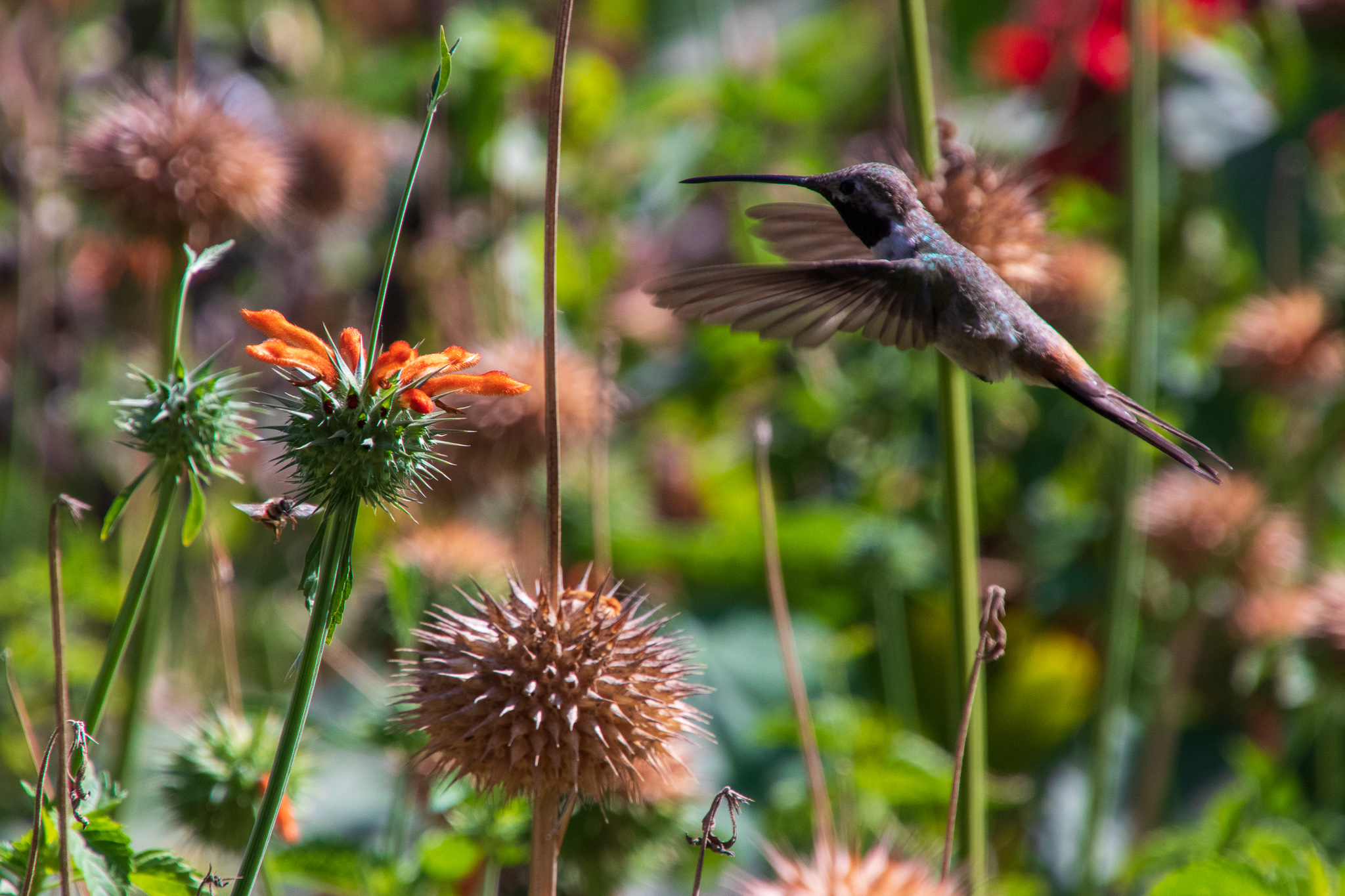 Colibri' in surplace
