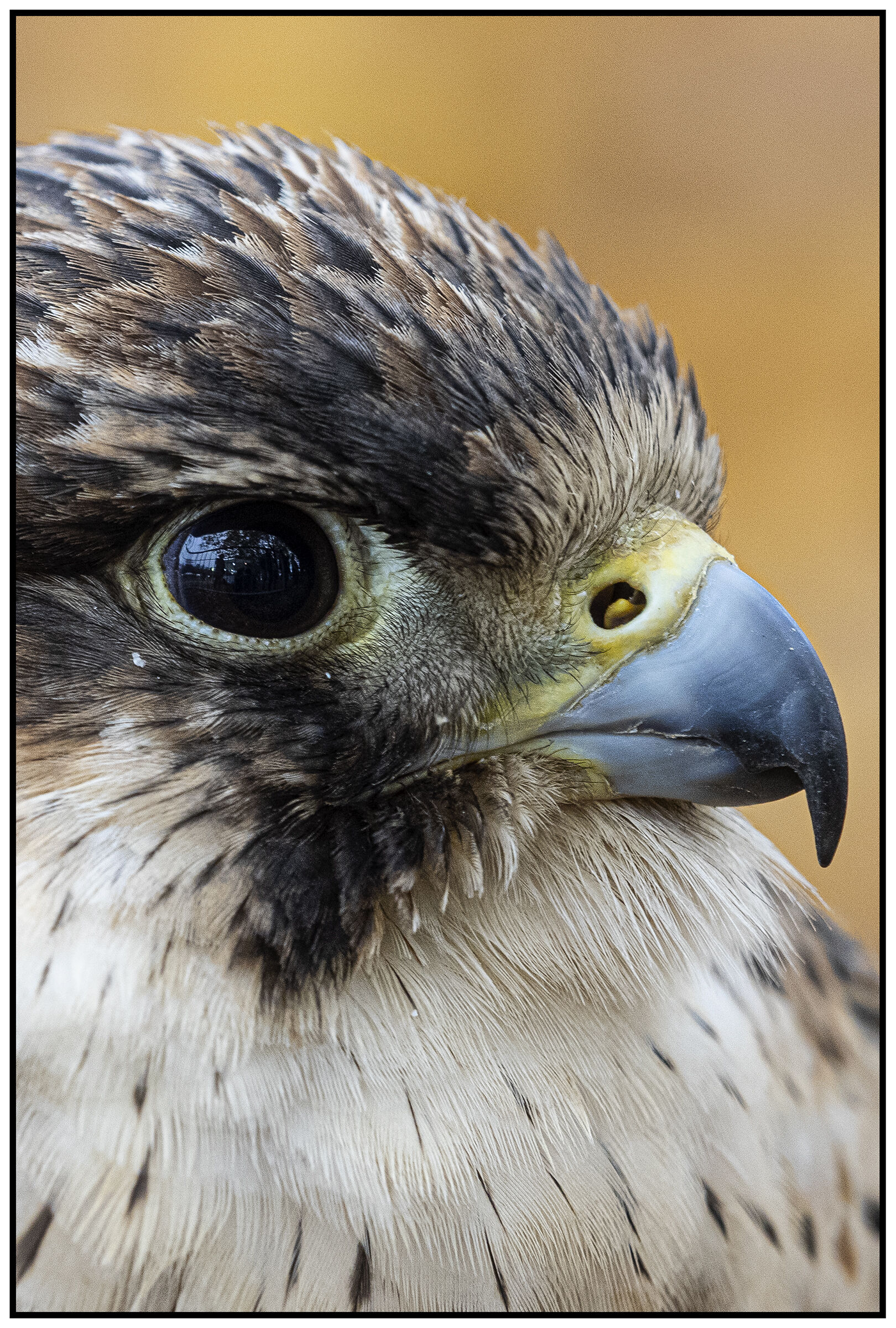 Falcon