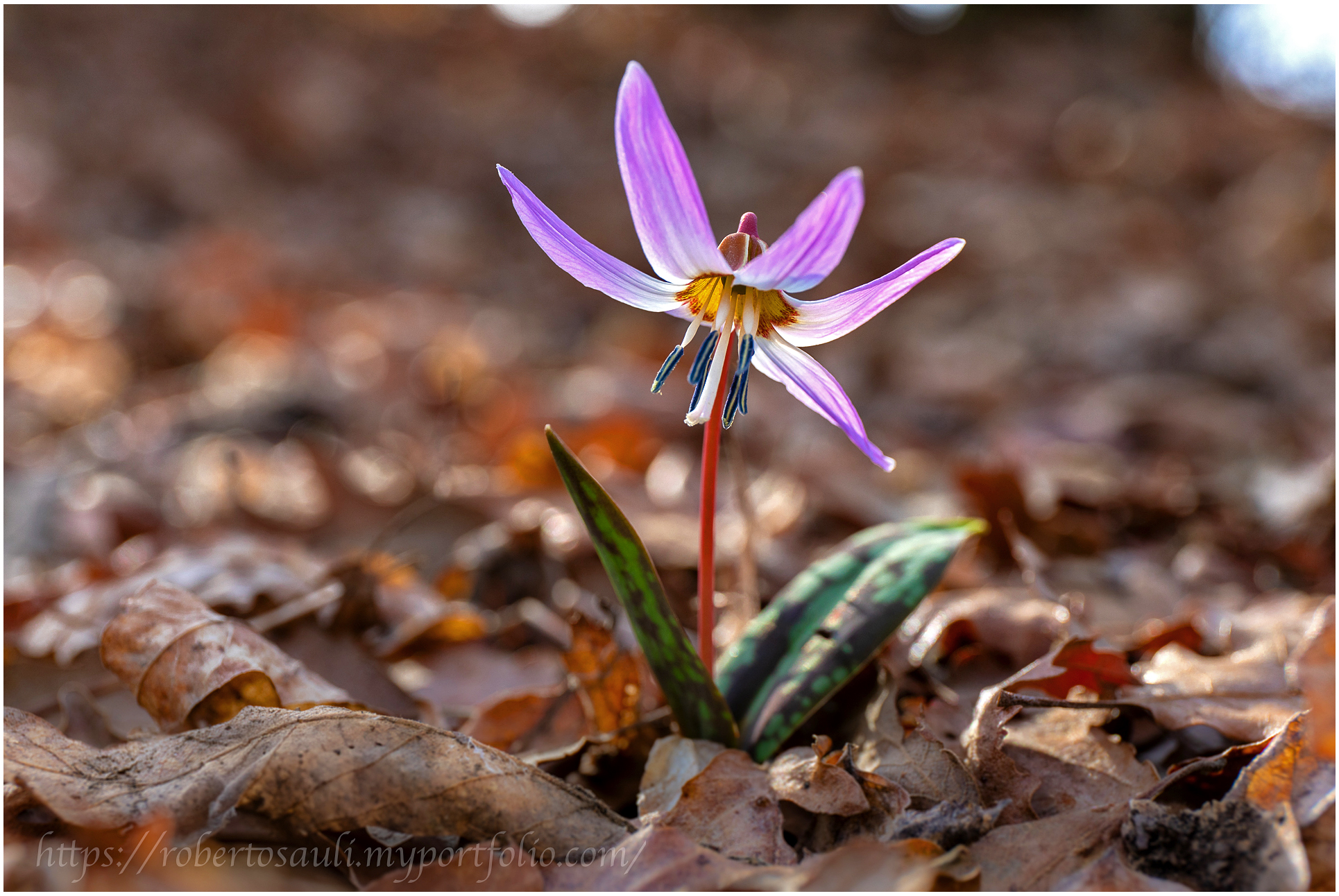 Dente di cane (Erythronium dens-canis)