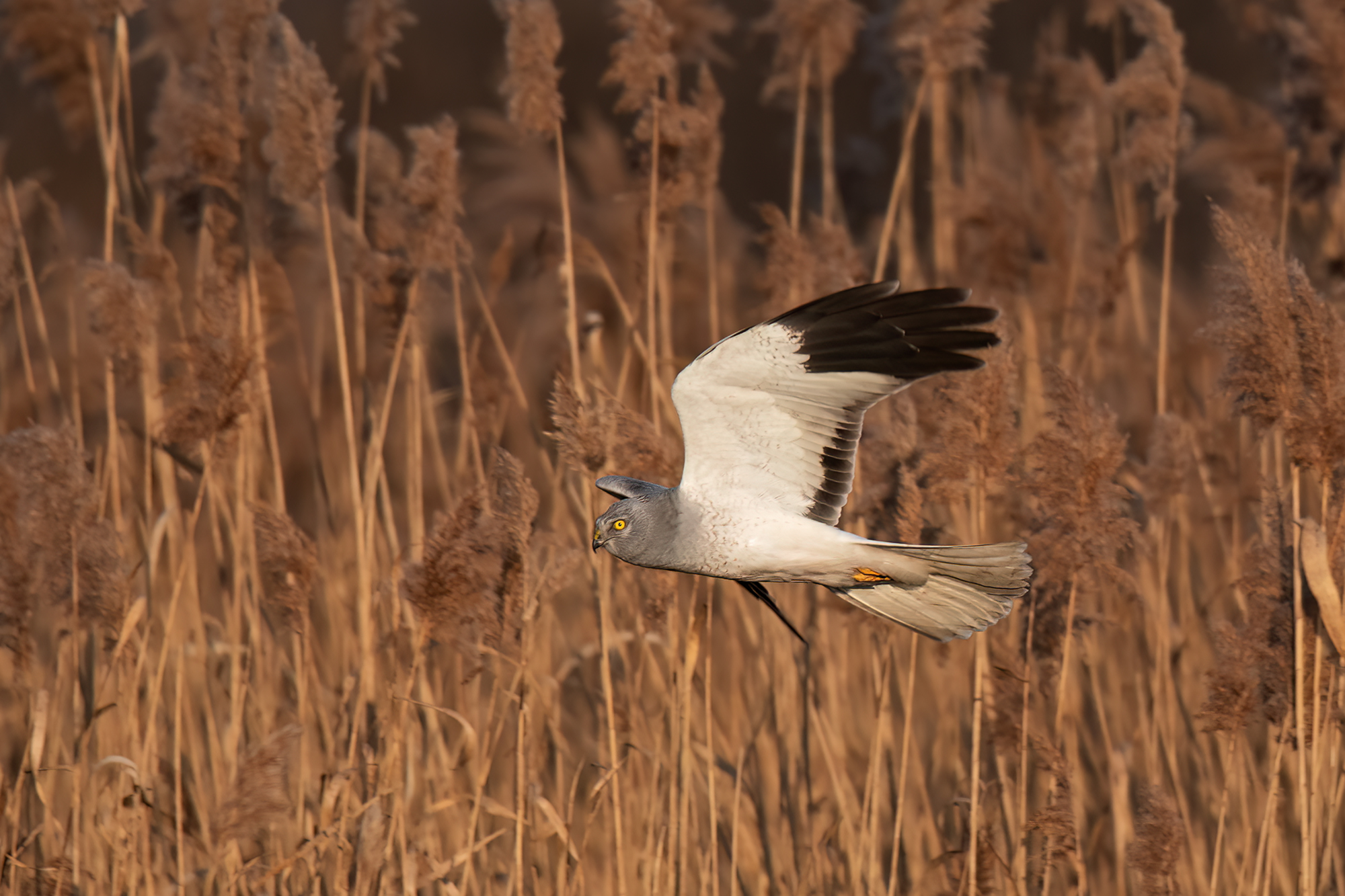 Male hen harrier