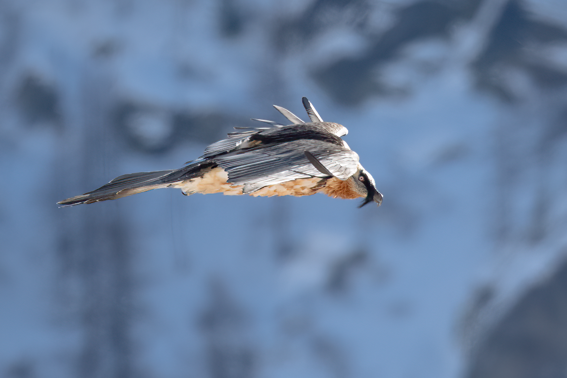 Bearded vulture