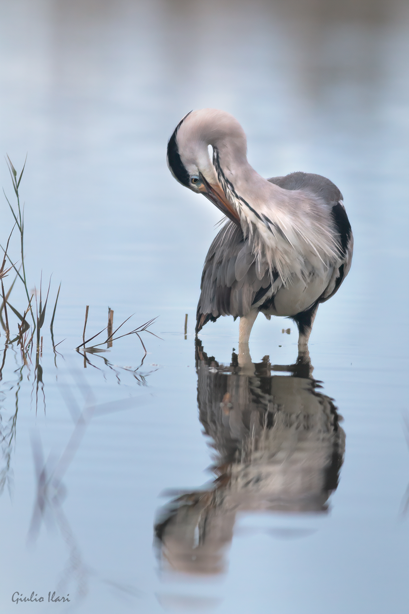 riflessi