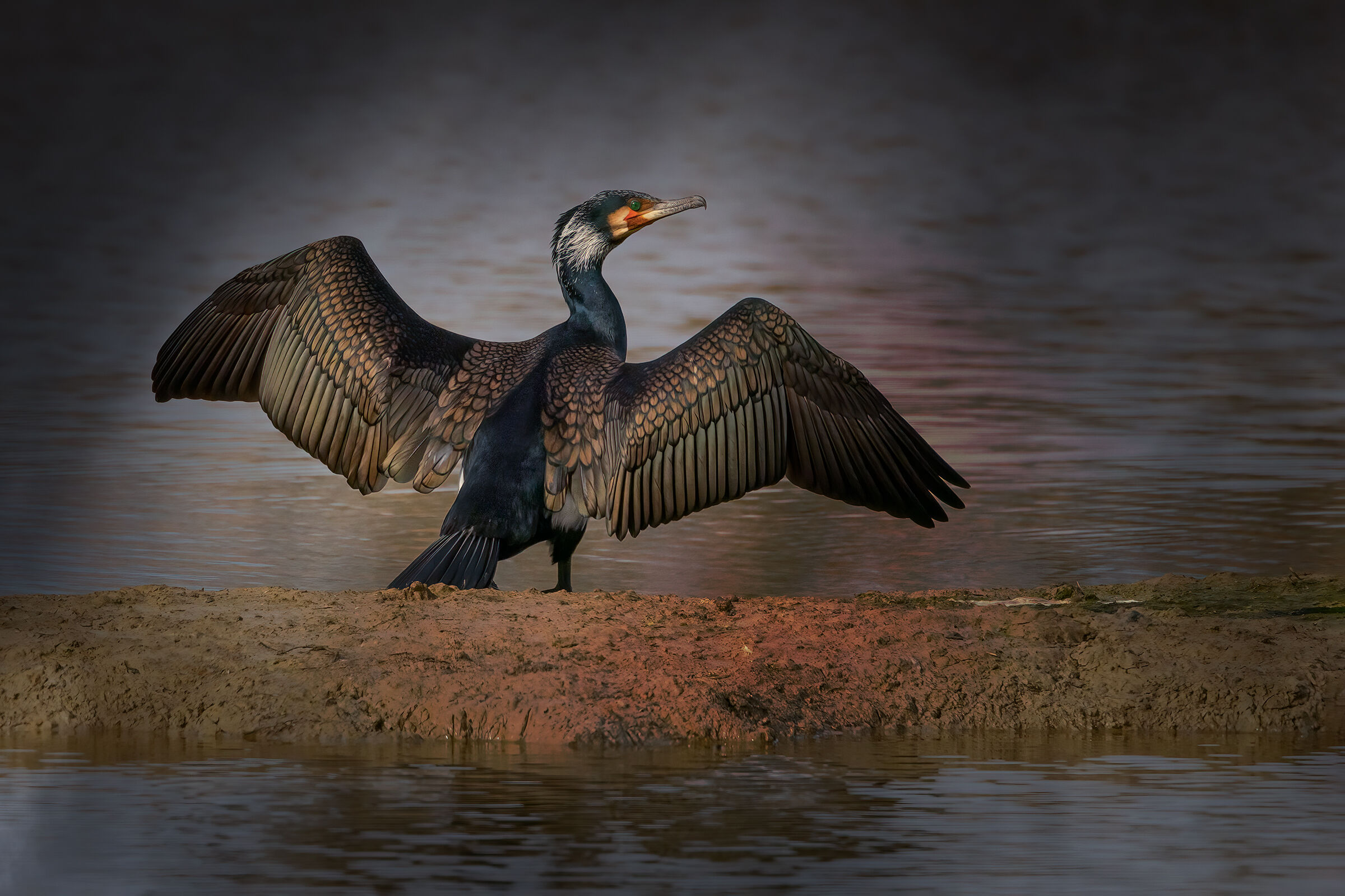 Cormorant