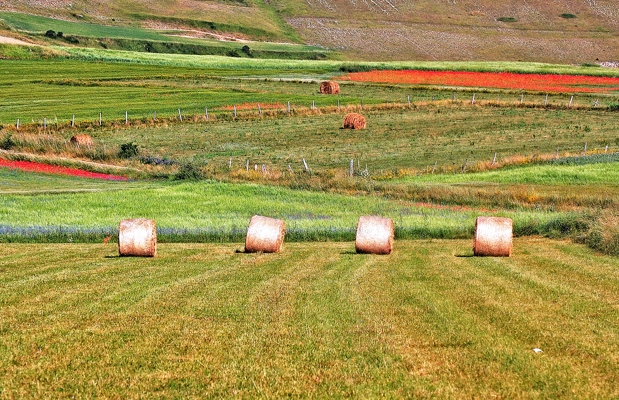 Castelluccio: lentil harvest at the end
