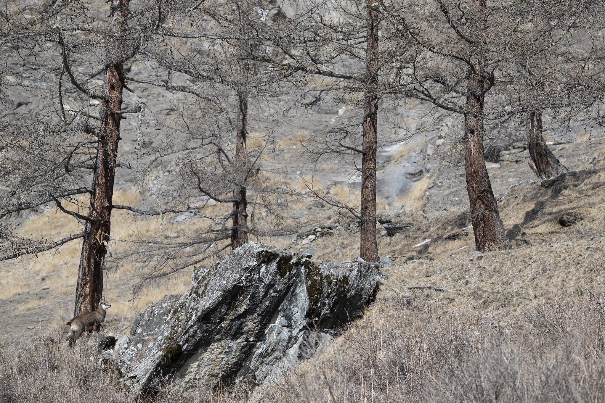 Alpine landscape