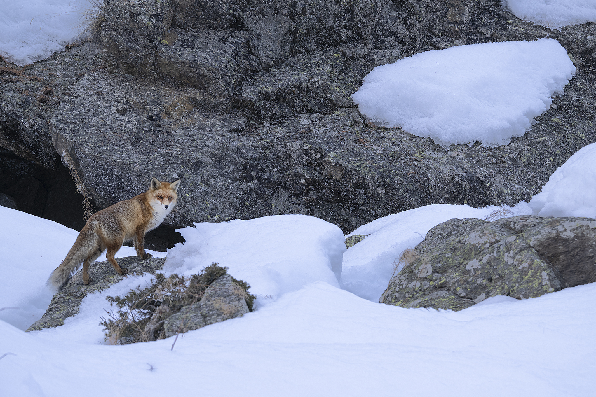 Fox in the snow