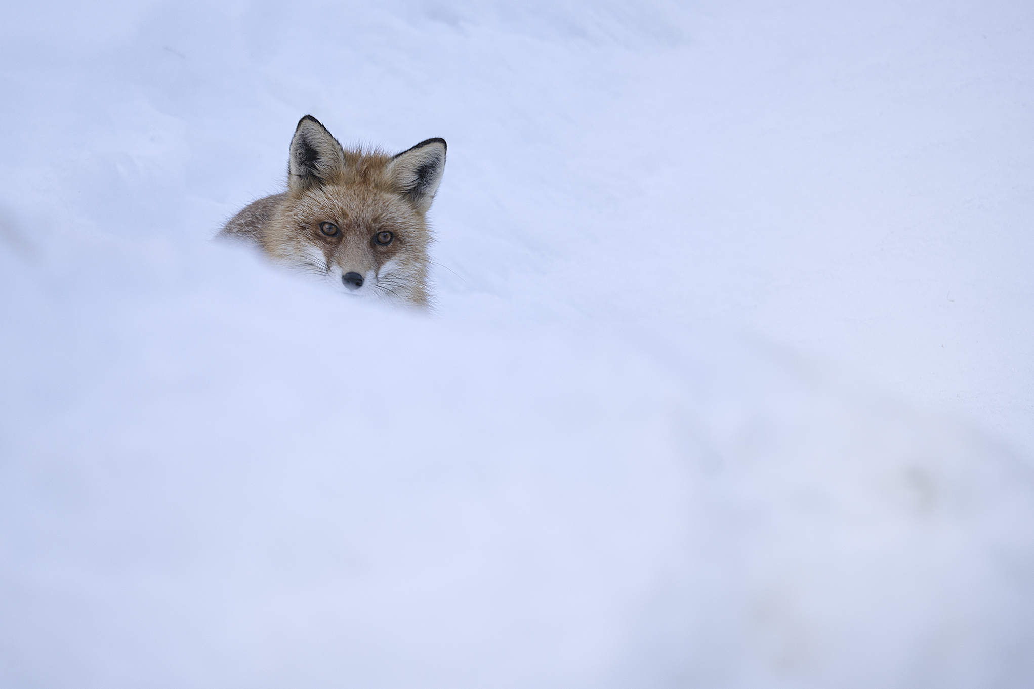 Fox in the snow