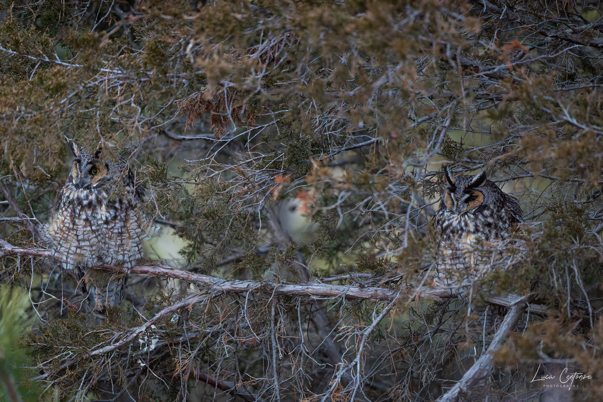 The most beautiful couple in the world