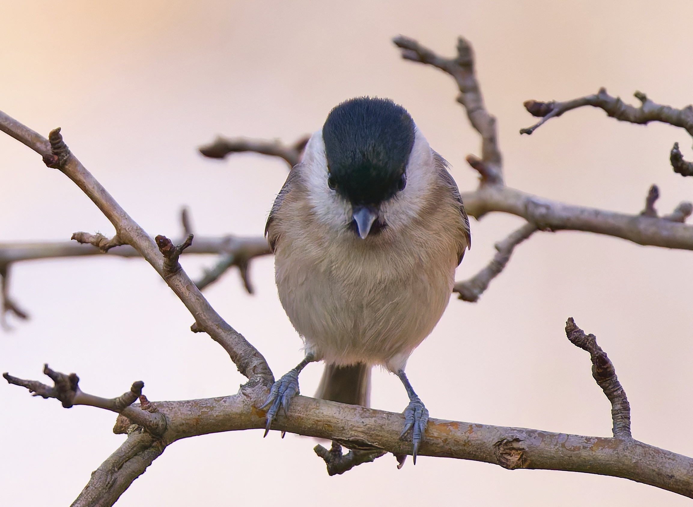 La cincia bigia incavolata