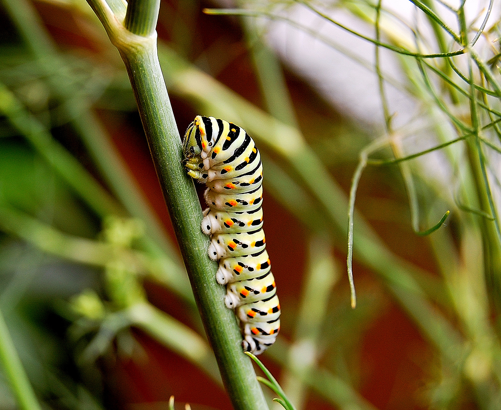 Papilio Machaon: per gli amici...il bruco