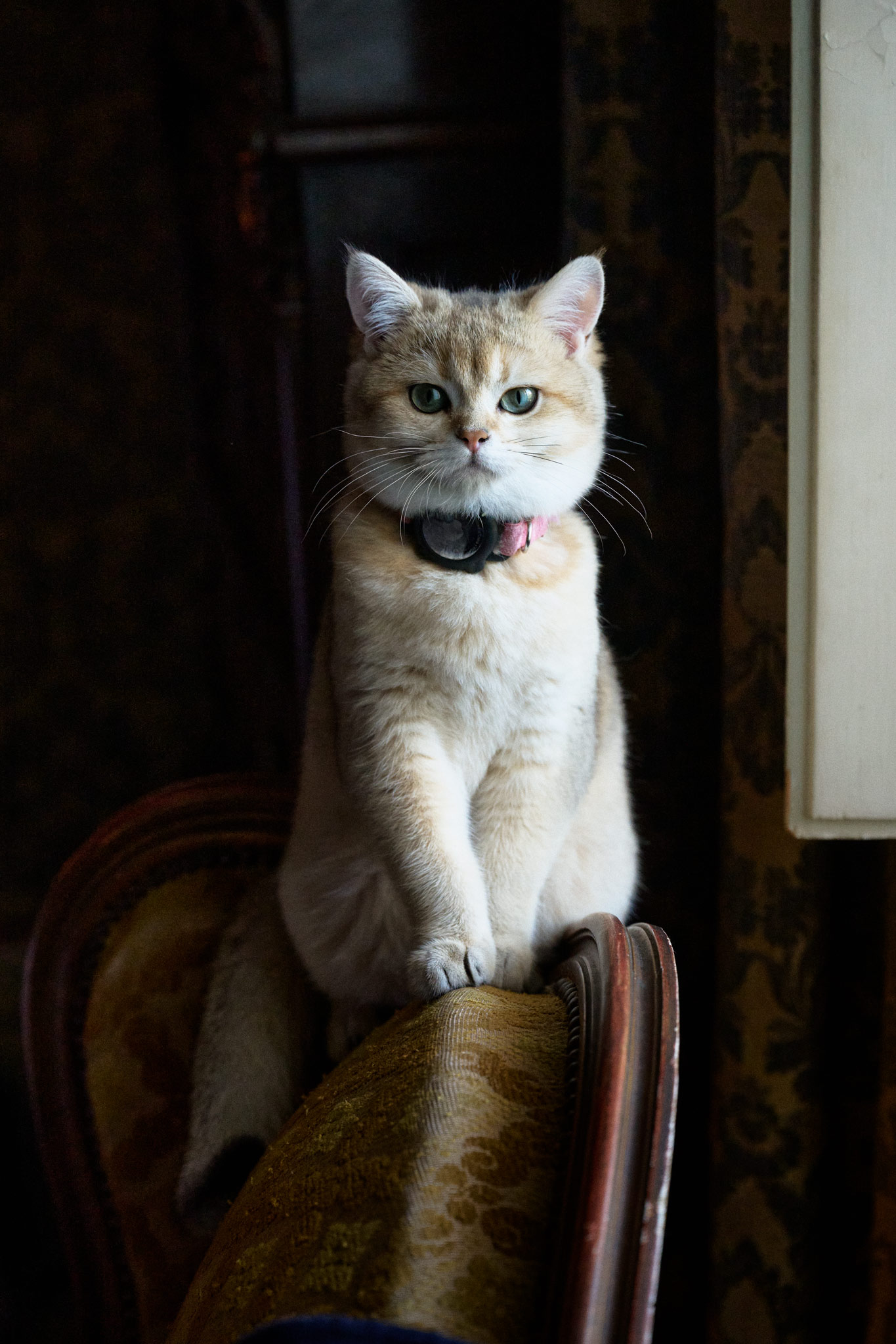 Foto di un gatto