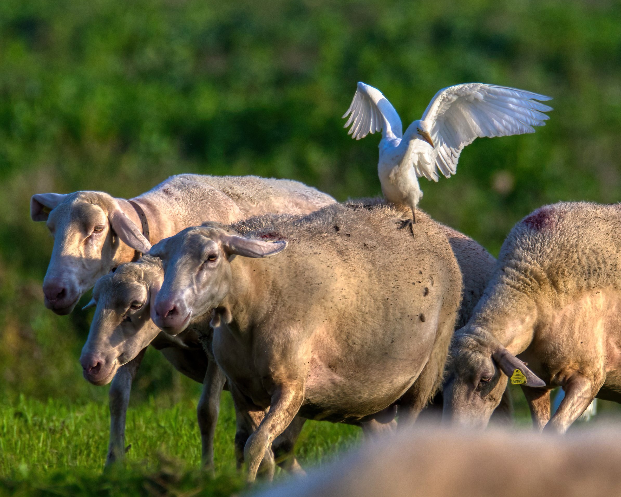 Me lo date uno strappo?