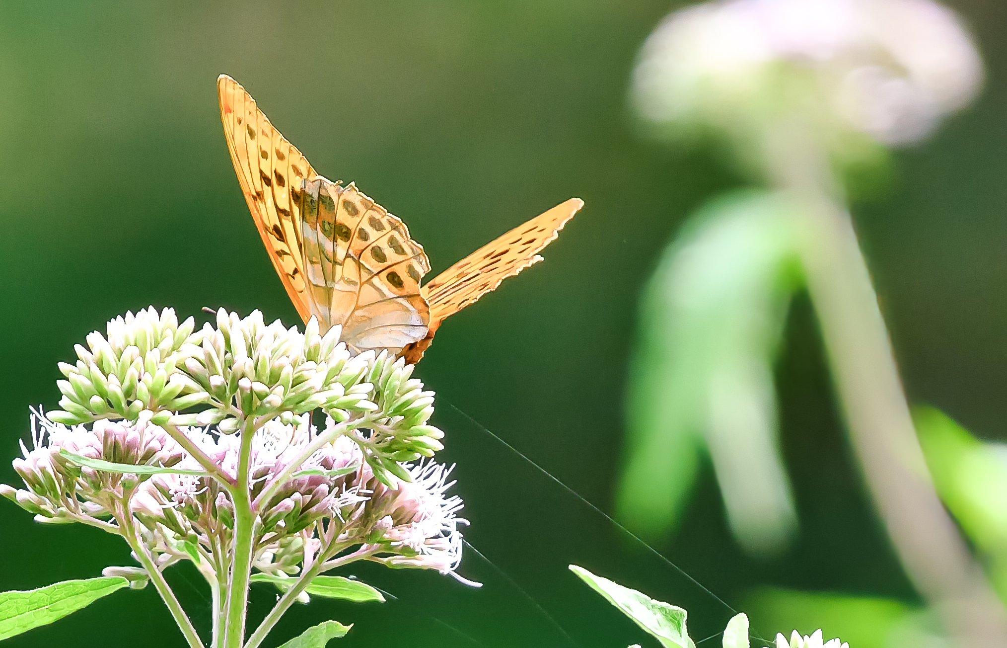 Argynnis