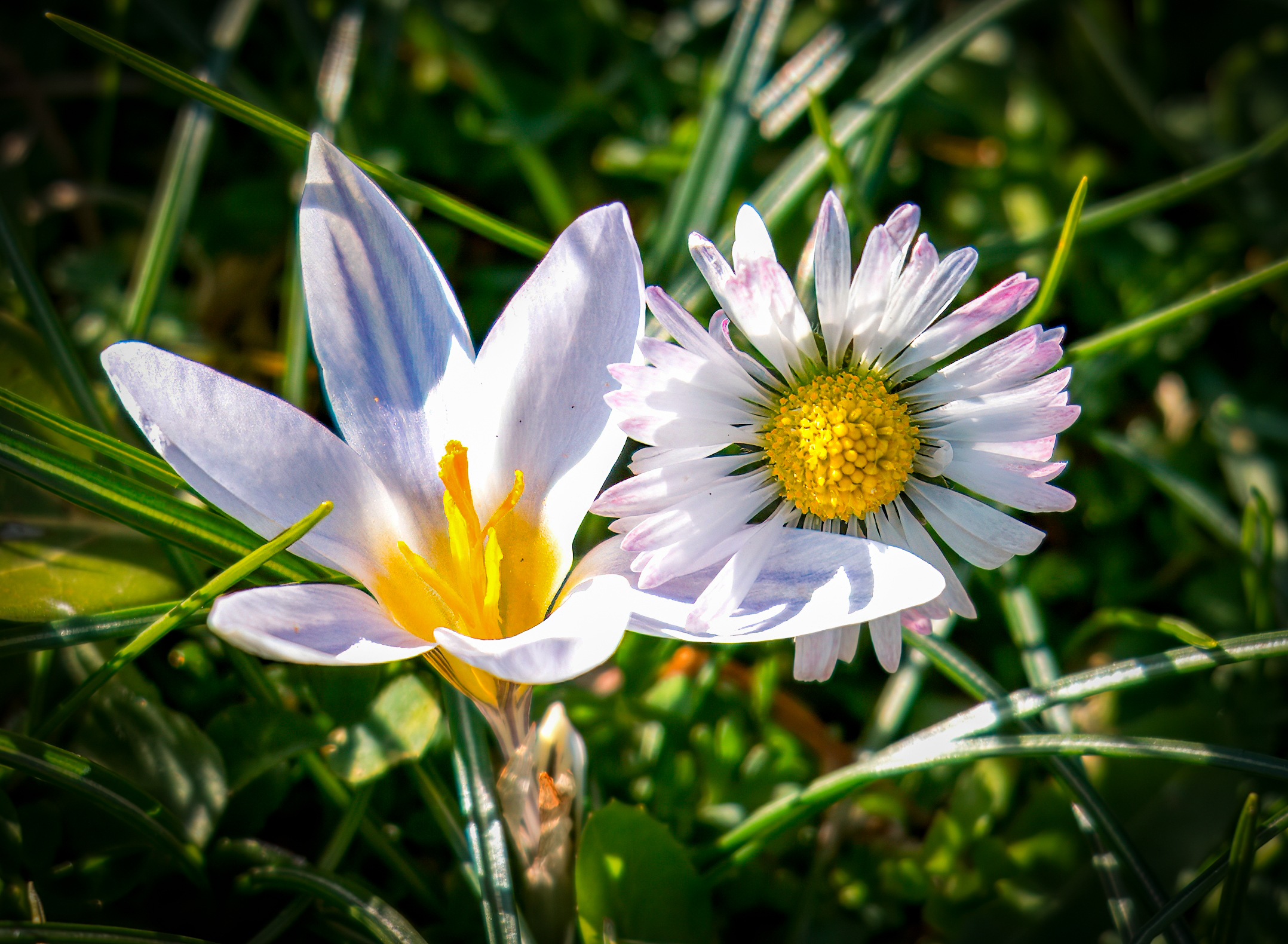 Crocus e Margherita