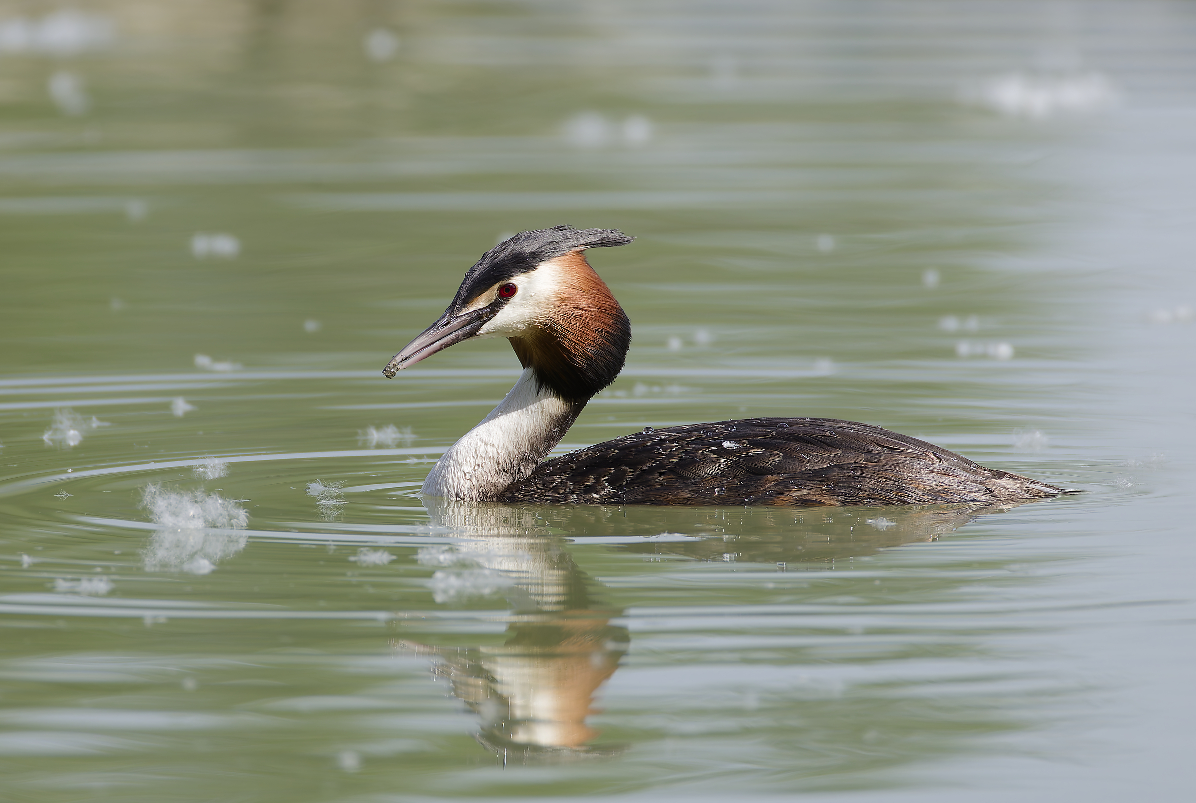 Grebe