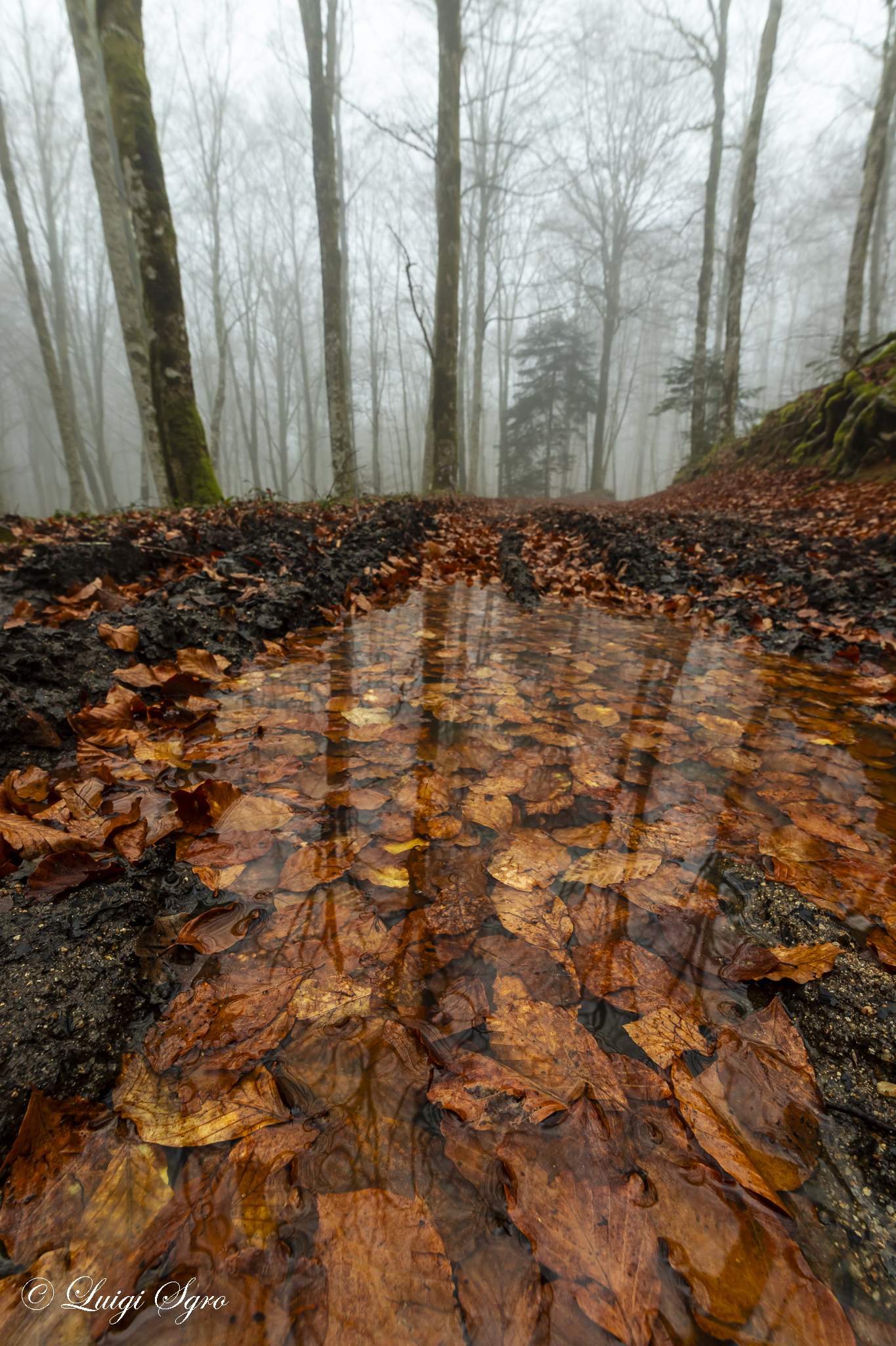 Autumn day in Spring