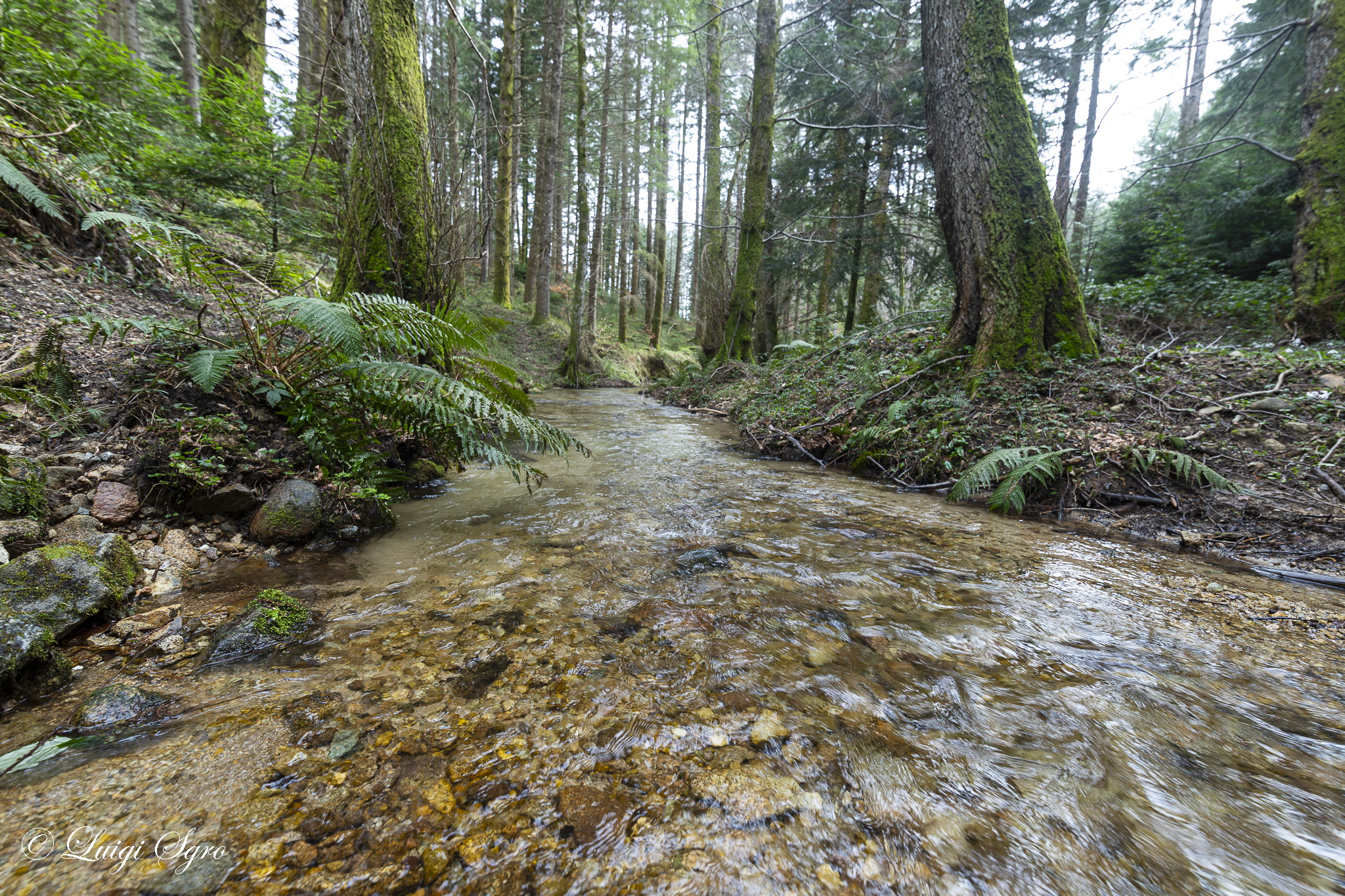 Fir Forest