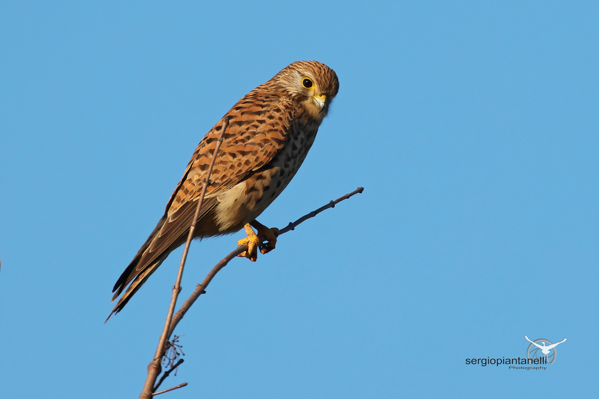 Kestrel f.