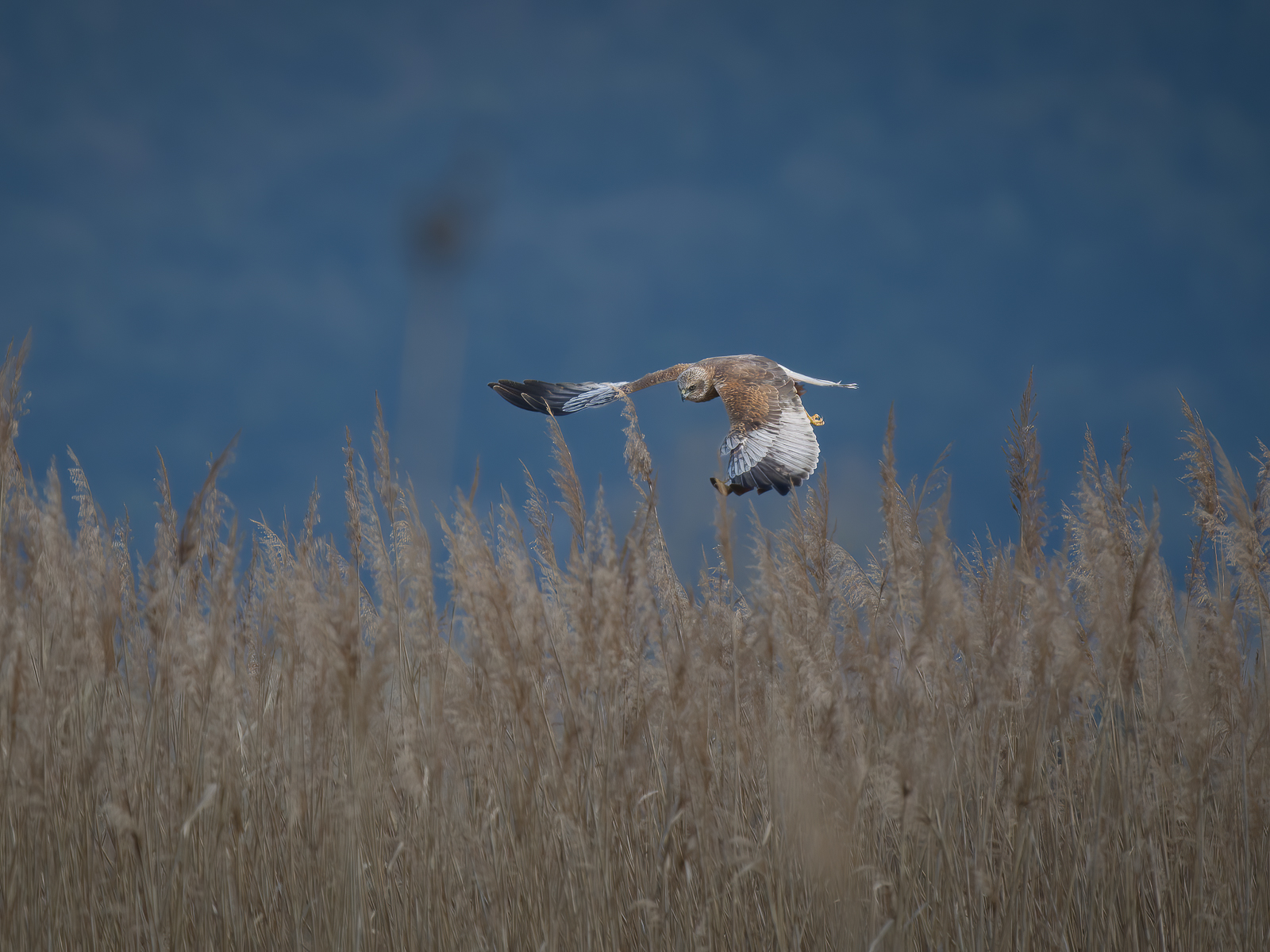 Marsh Harrier