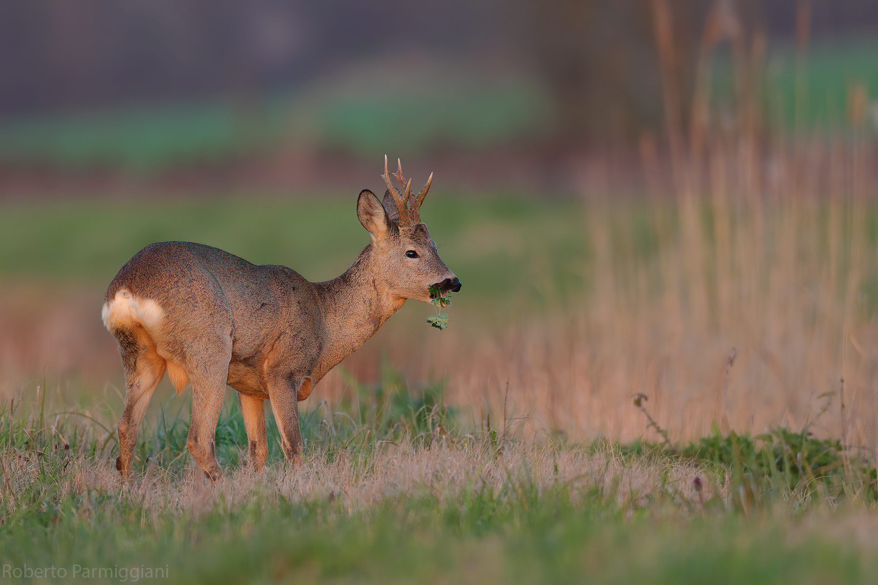 Roe deer