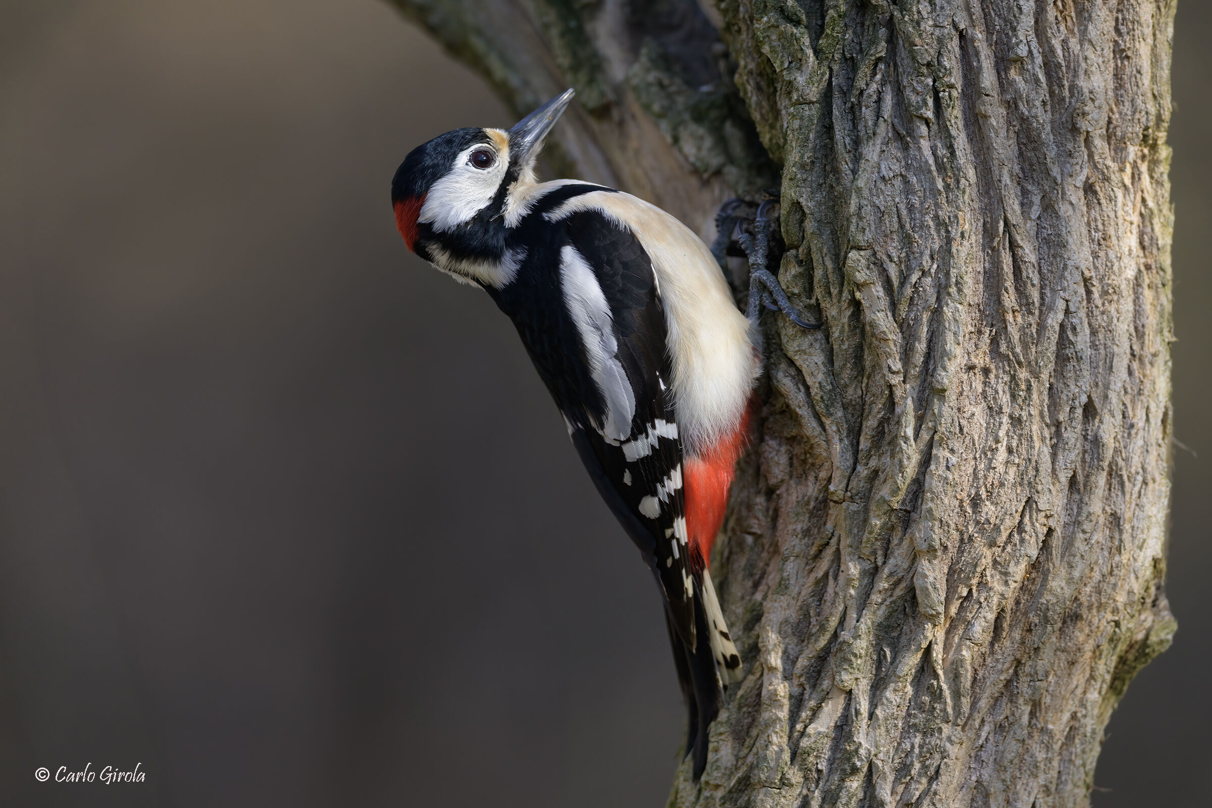 Picchio rosso maggiore (Dendrocopos major)