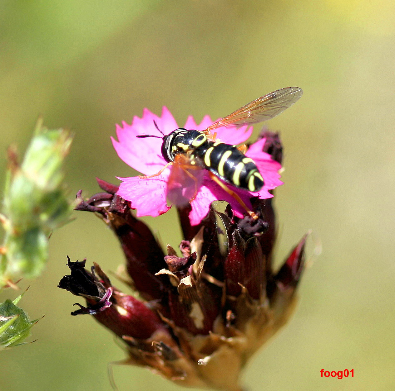 pollination