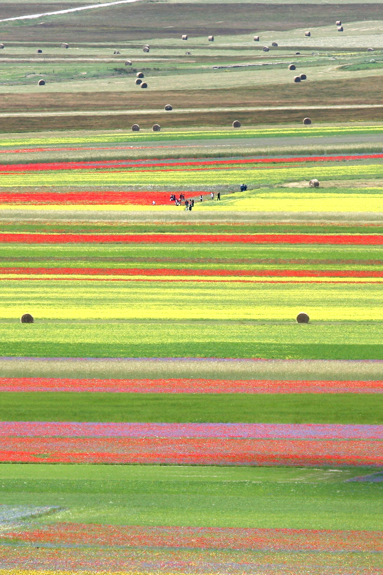 Castelluccio Bloom